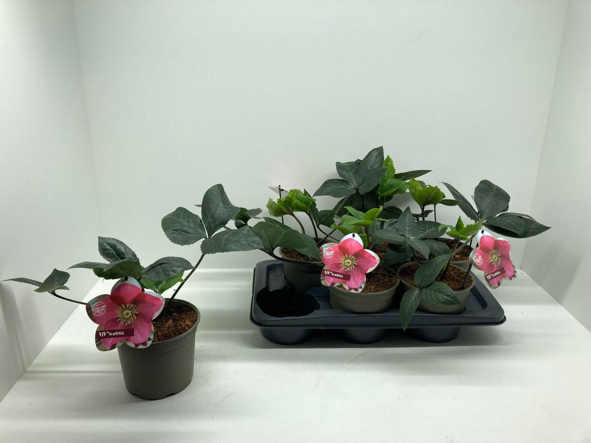 Helleborus 'Scarletta', D 17