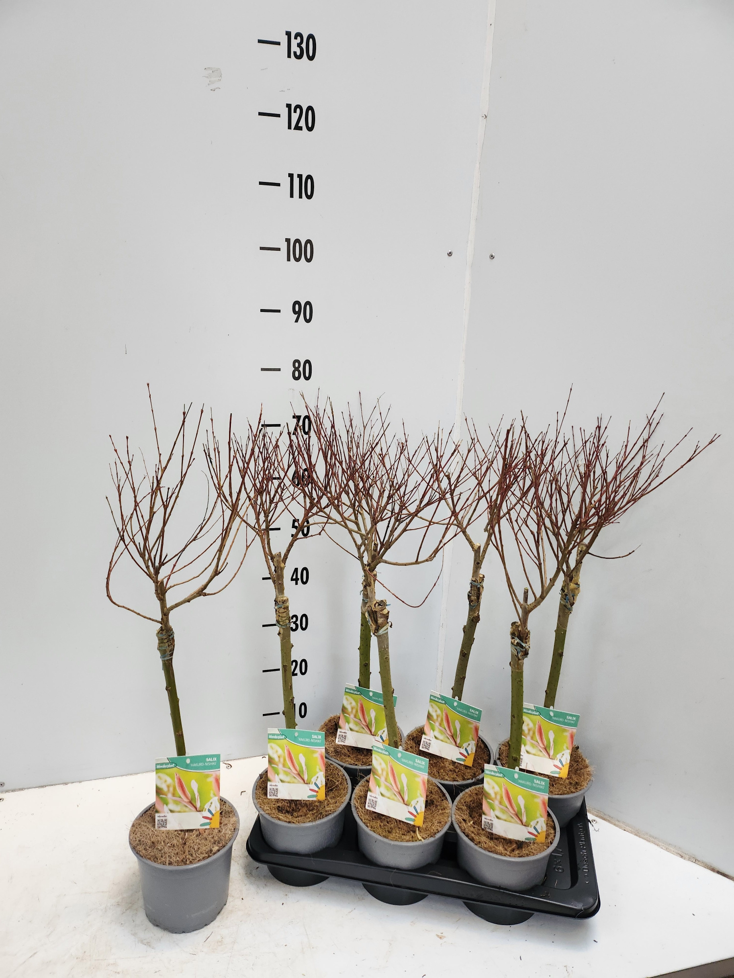 Salix integra Hakuro Nishiki, D 17