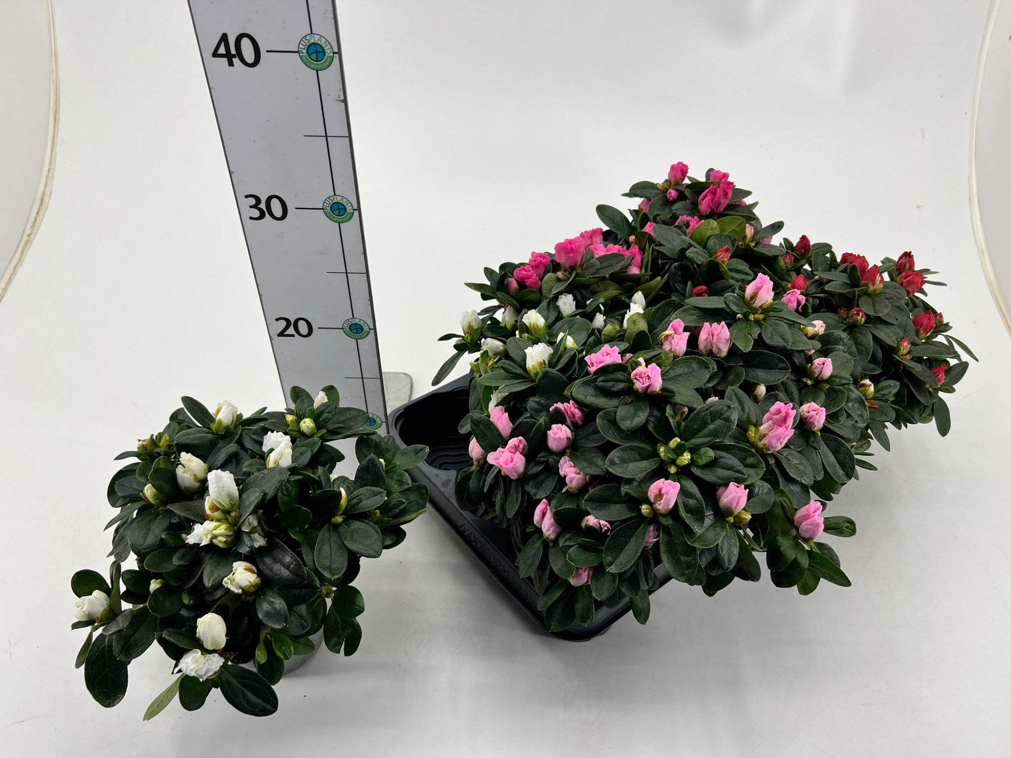 Rhododendron simsii T10,5 Mix, D 10,5