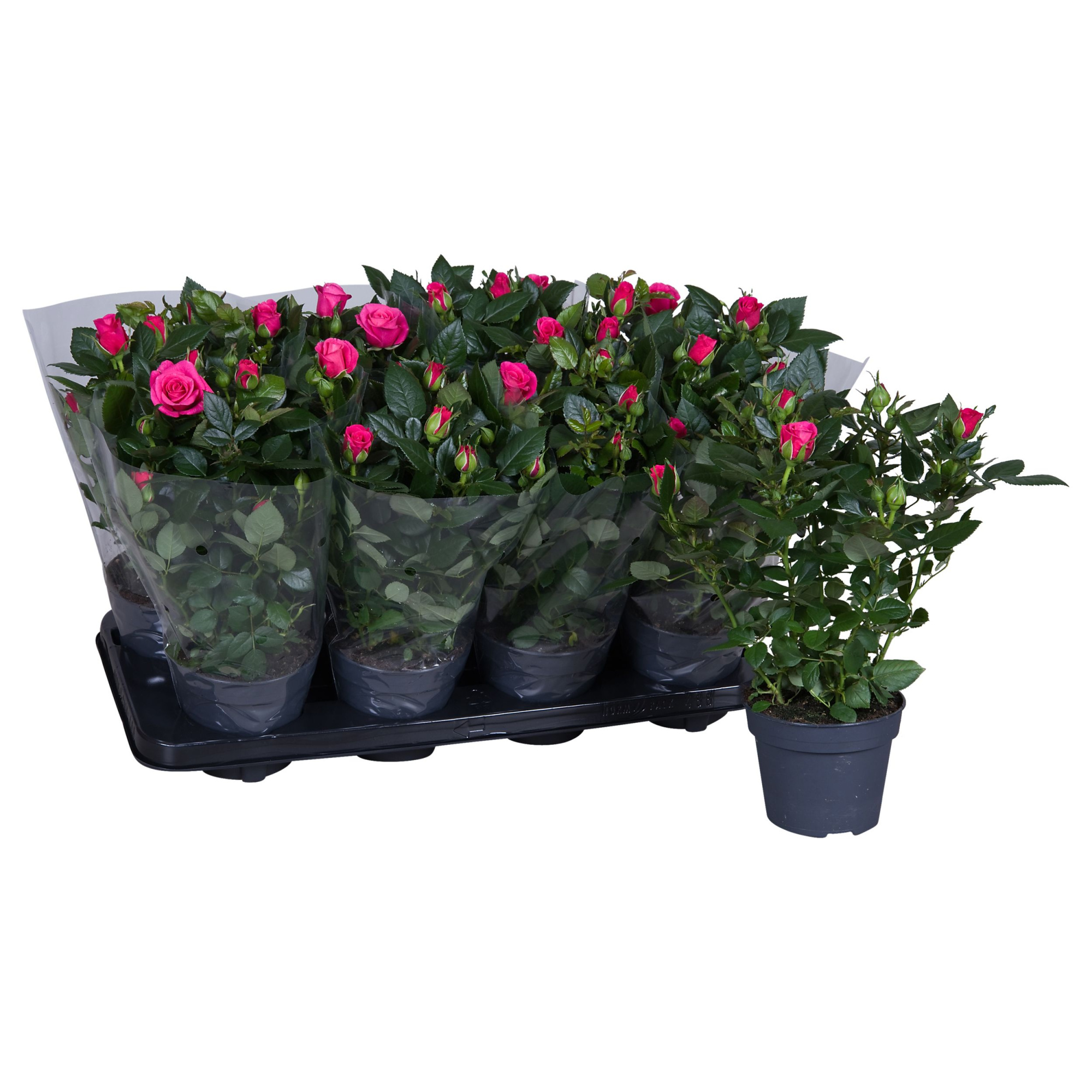 Nolina Roses Ø 13 cm Deep pink Blanco sleeve, D 13 cm