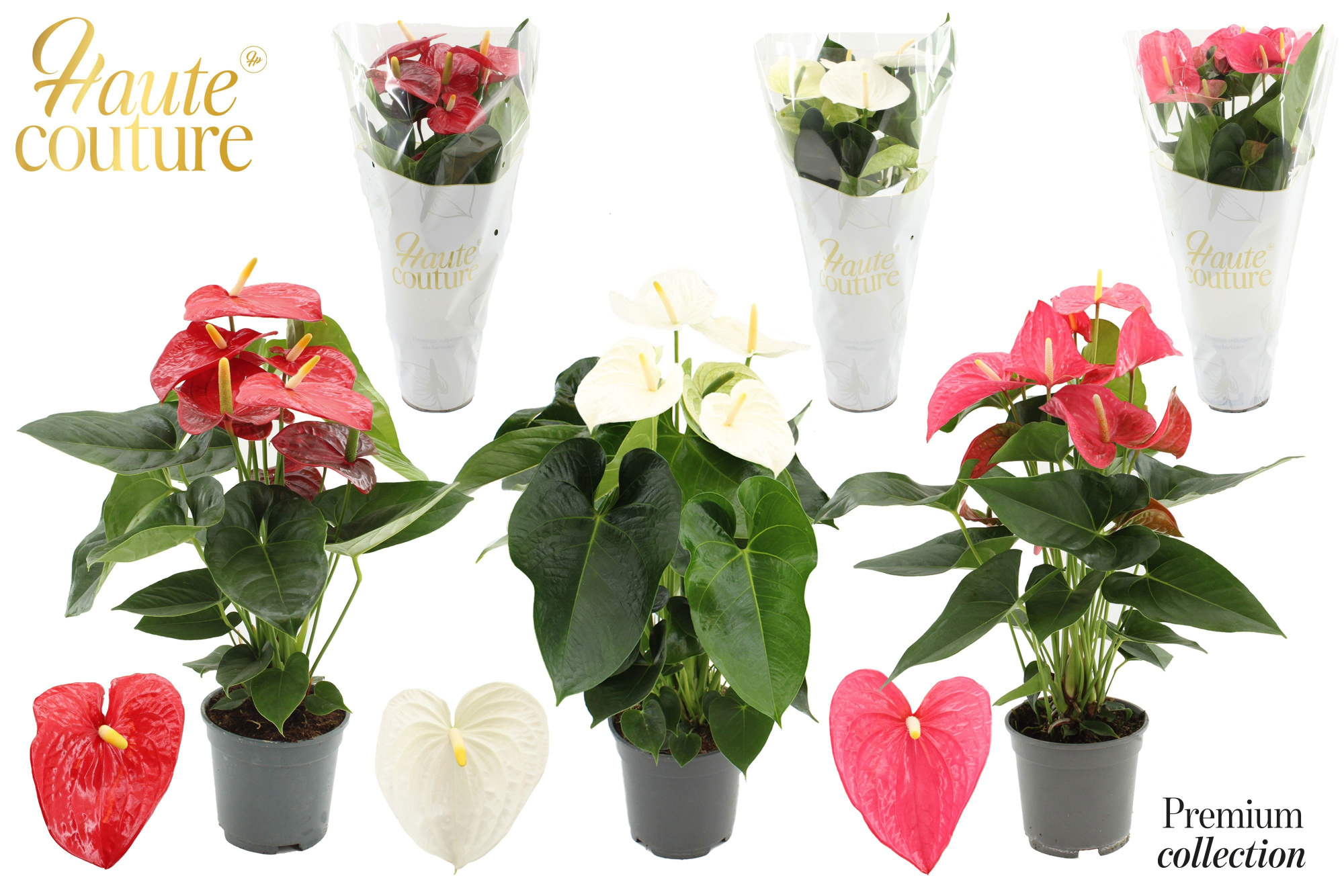 Anthurium 17 cm 3 color mix in Haute Couture sleeve, D 17