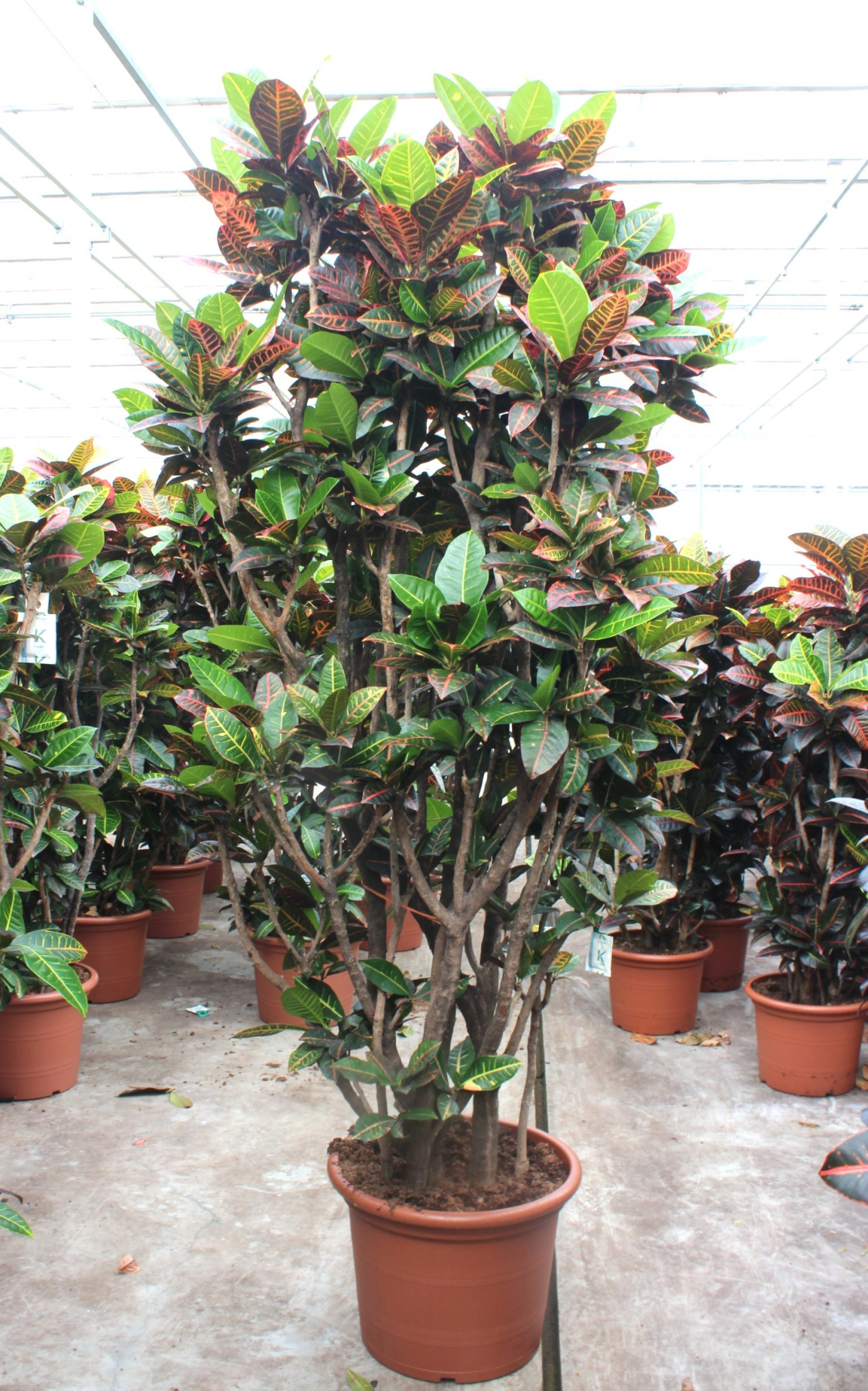 Codiaeum Petra (Croton Petra), D 50 cm