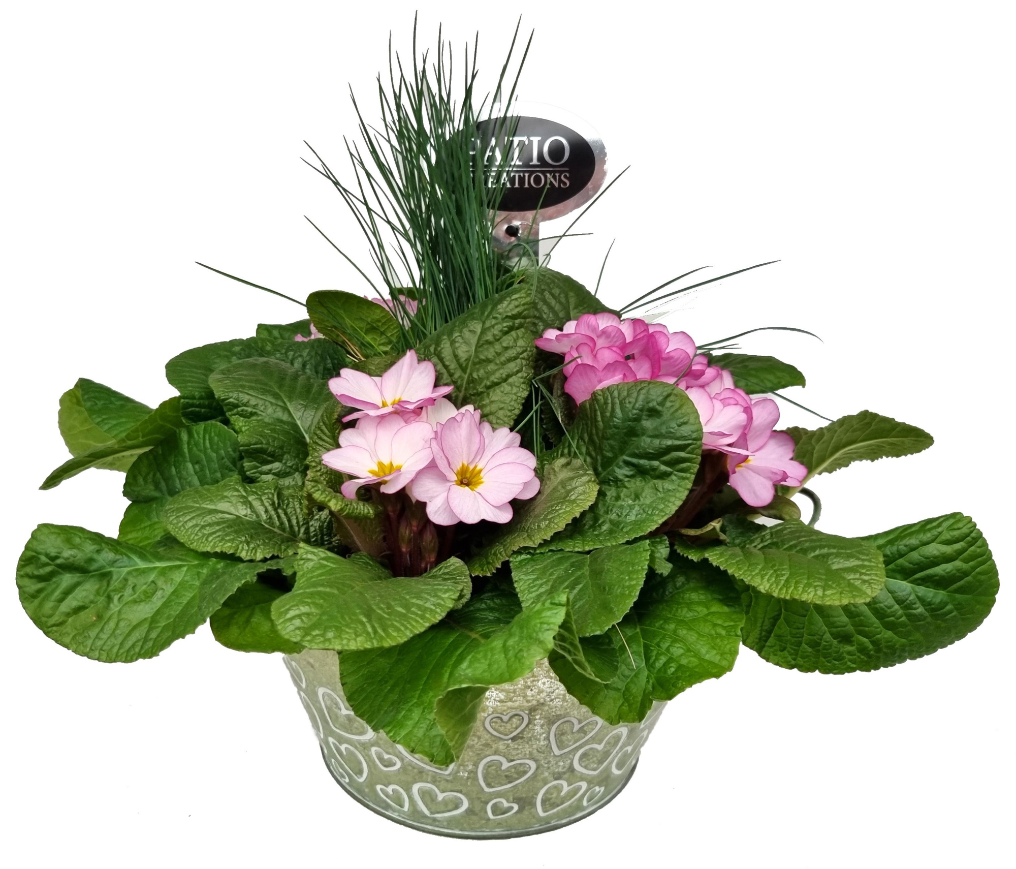 PRF763-9323 Primula/Festuca Green Love zink rond, D 22