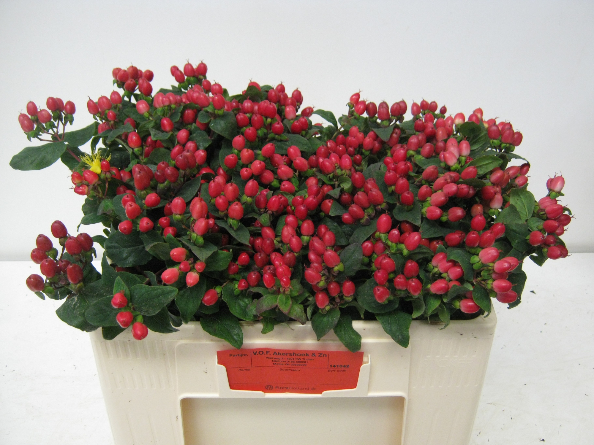 Гипперикум Мэджикал Импрешн 45, шт.