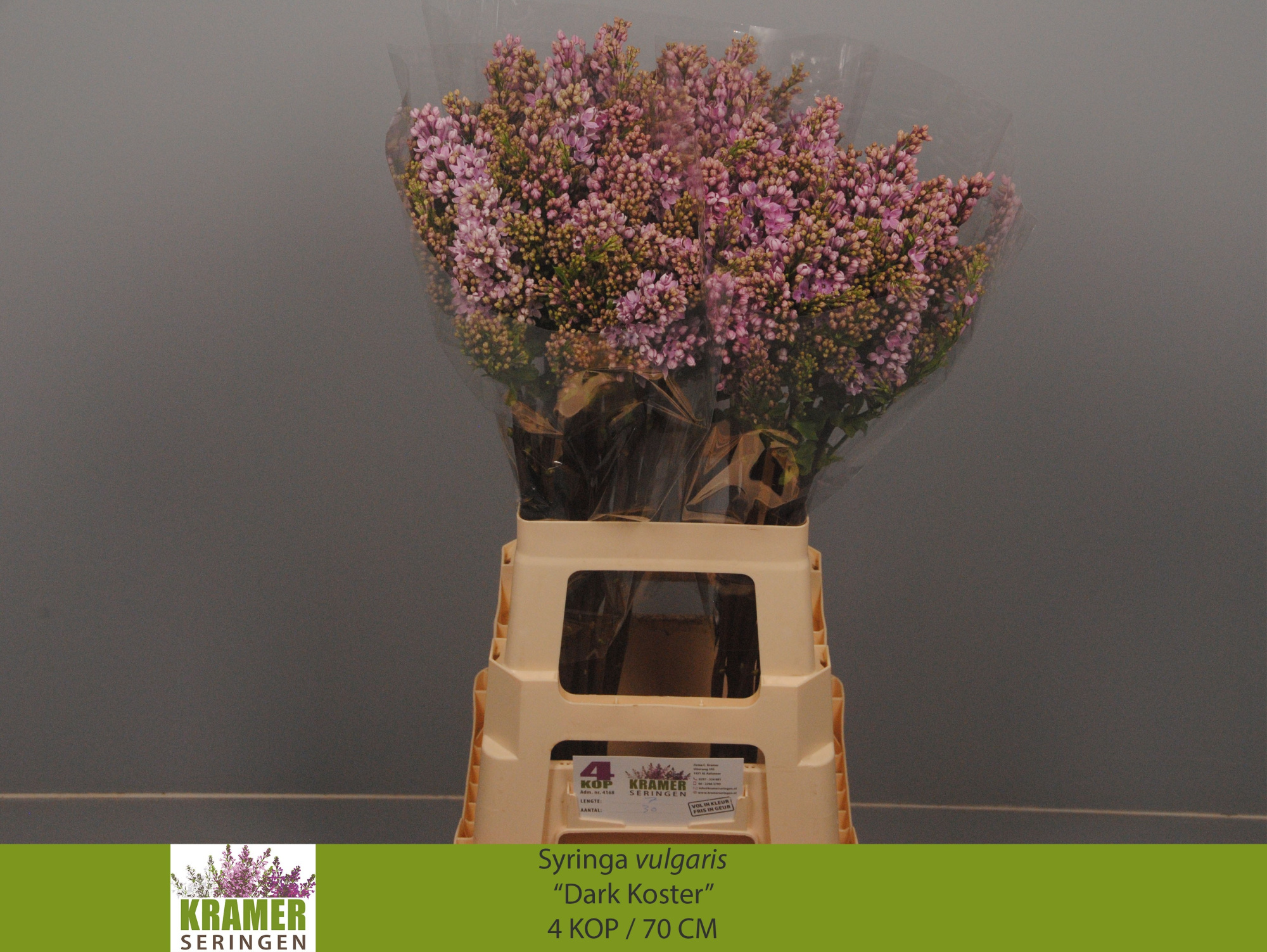 Сирень Дарк Костер 70 (фиолет.), шт.