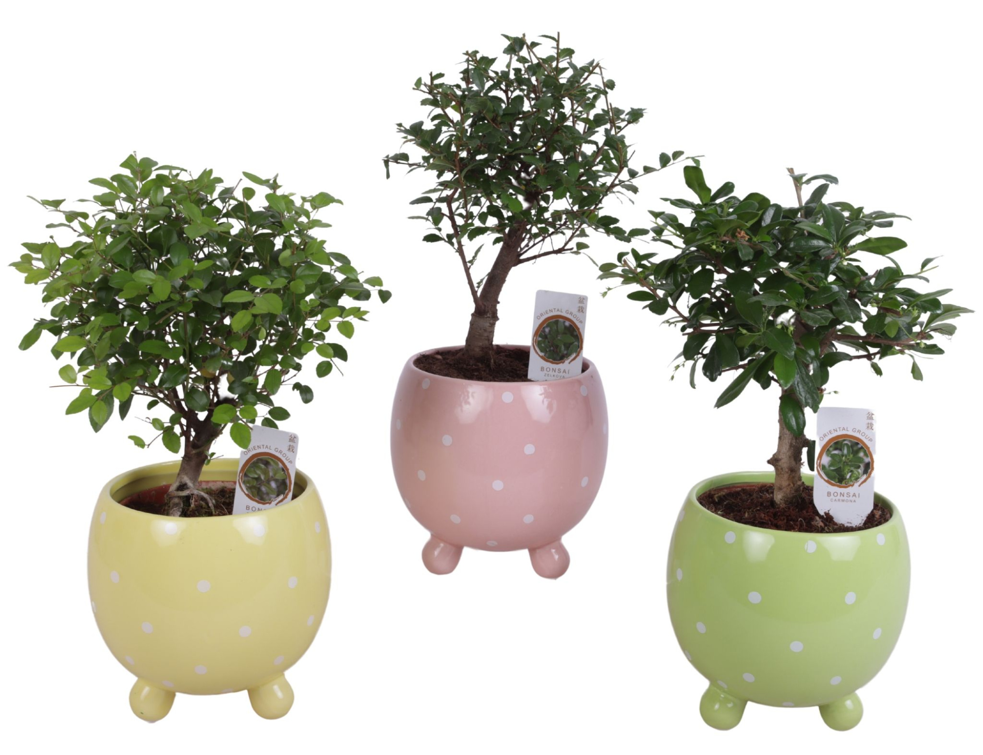 Bonsai Indoor Mix Ø12cm Ball Shape in Ø14cm Ball Dots Pot, D 14
