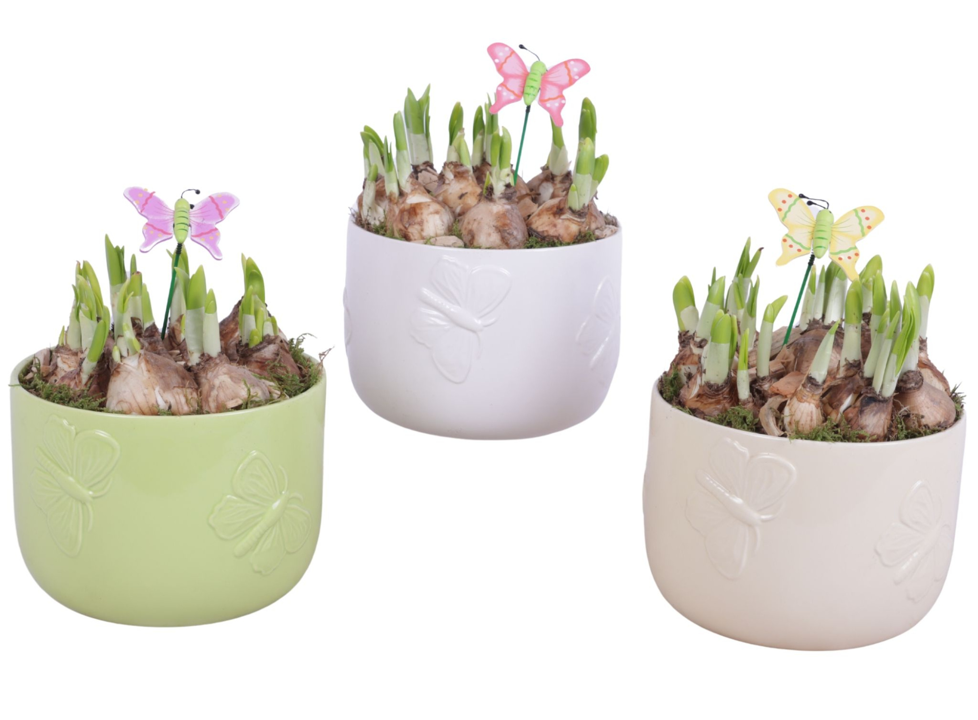 Bulbs Arr. Narcis Ceramic Pot Butterfly Relief Ø17cm, D 17
