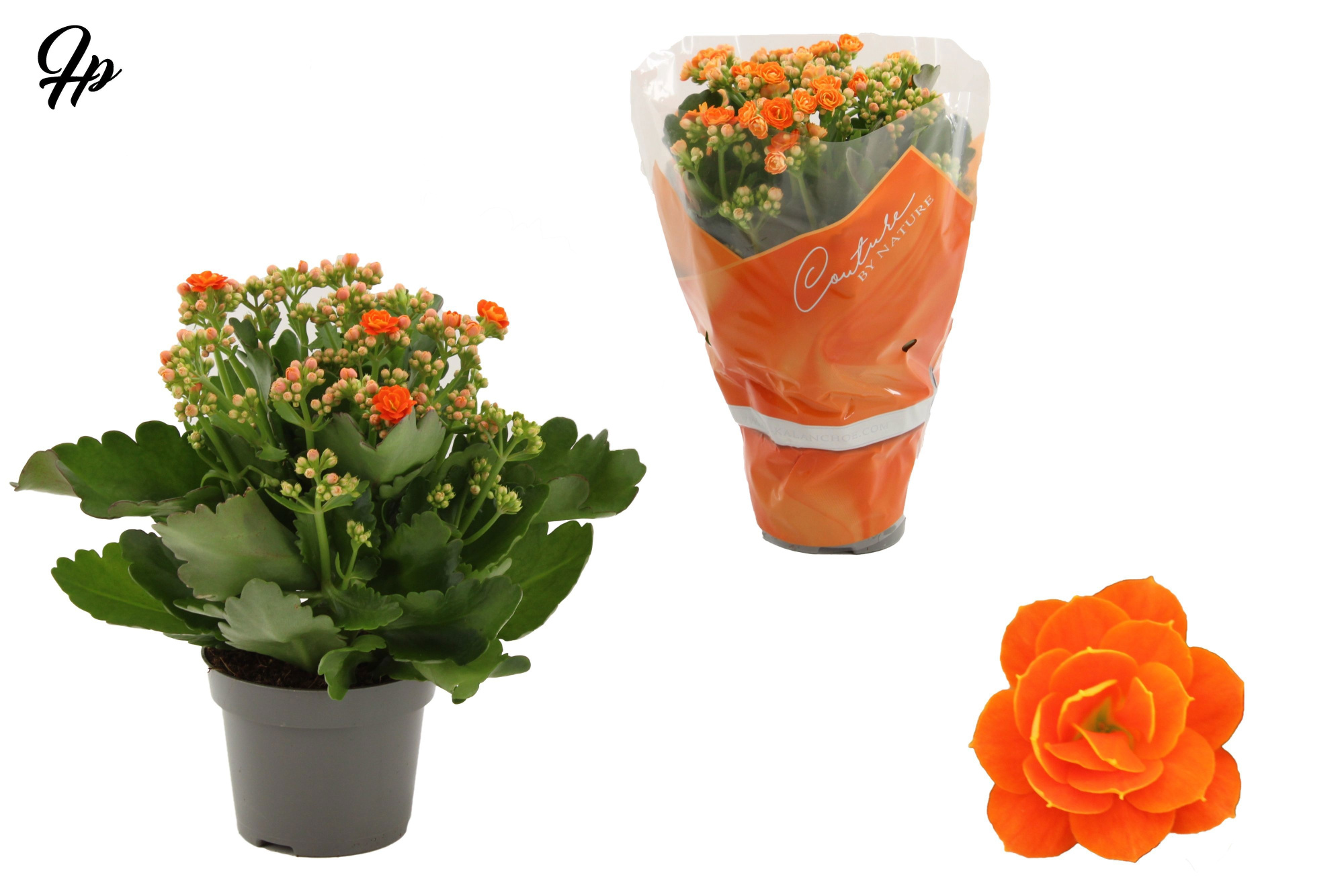 Kalanchoë Perfecta Orange in Couture sleeve orange, D 12 cm