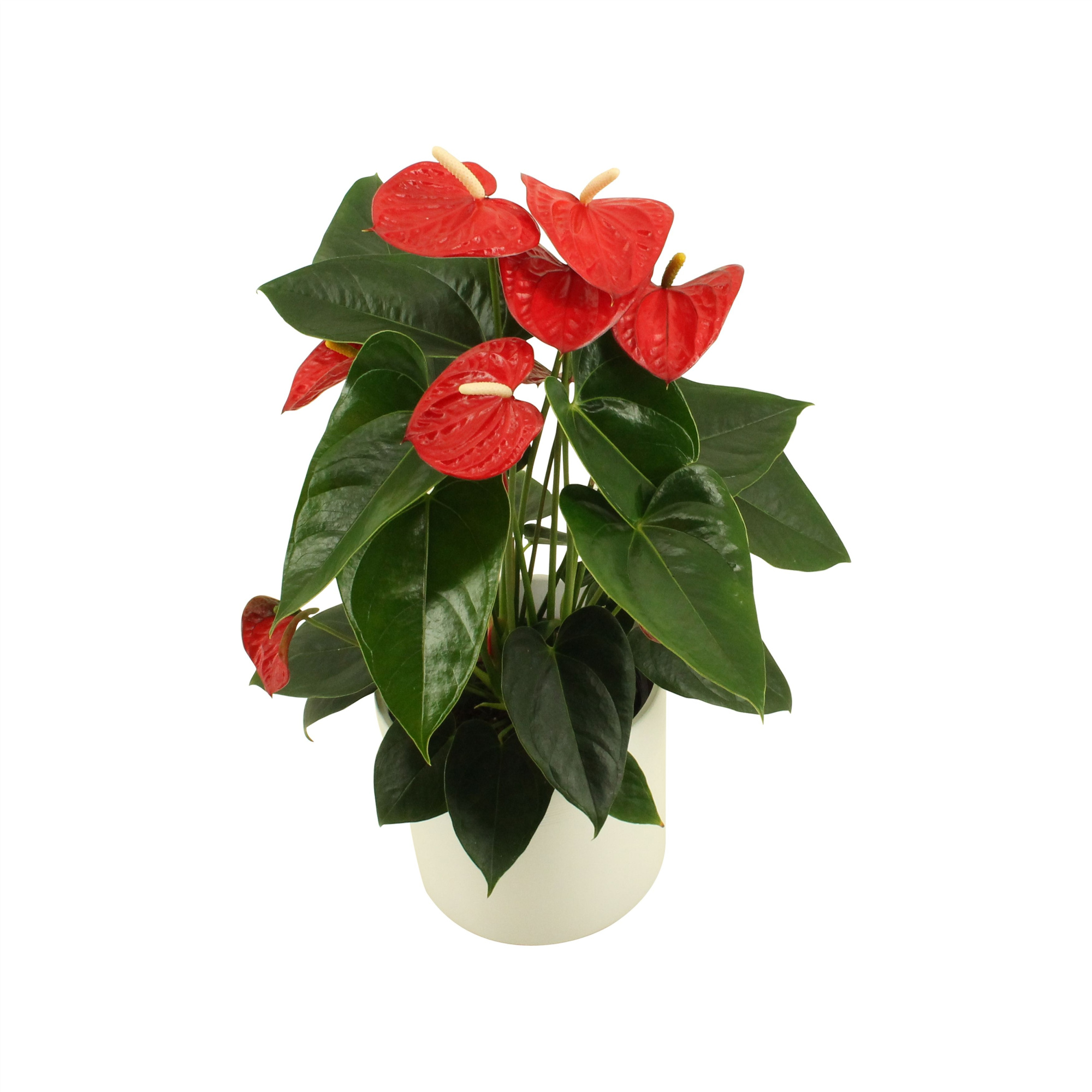 Anthurium XL.17 Easy Red 14cm in keramiek, D 14 cm