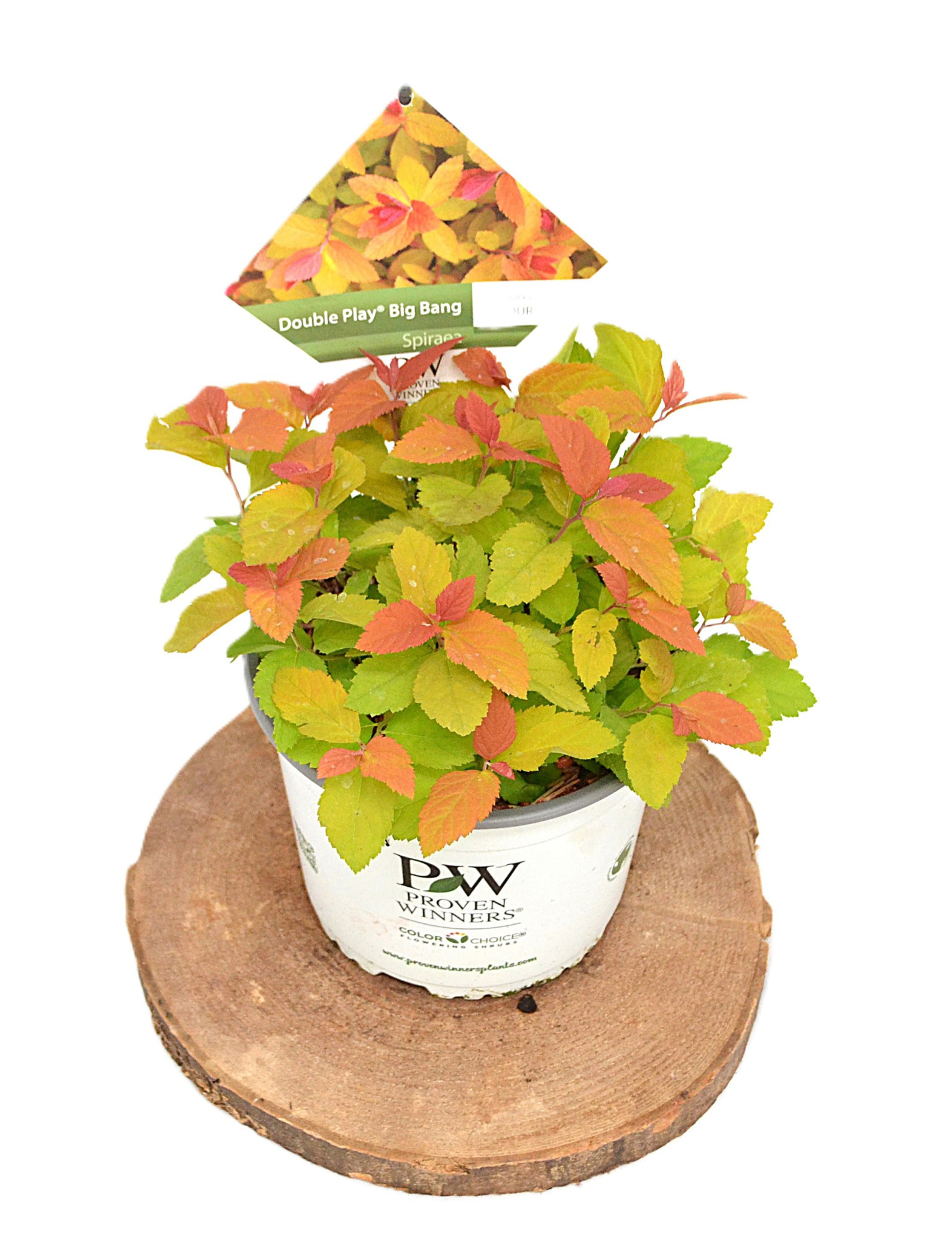 Spirea japonica Double Play Big Bang C3, D 19