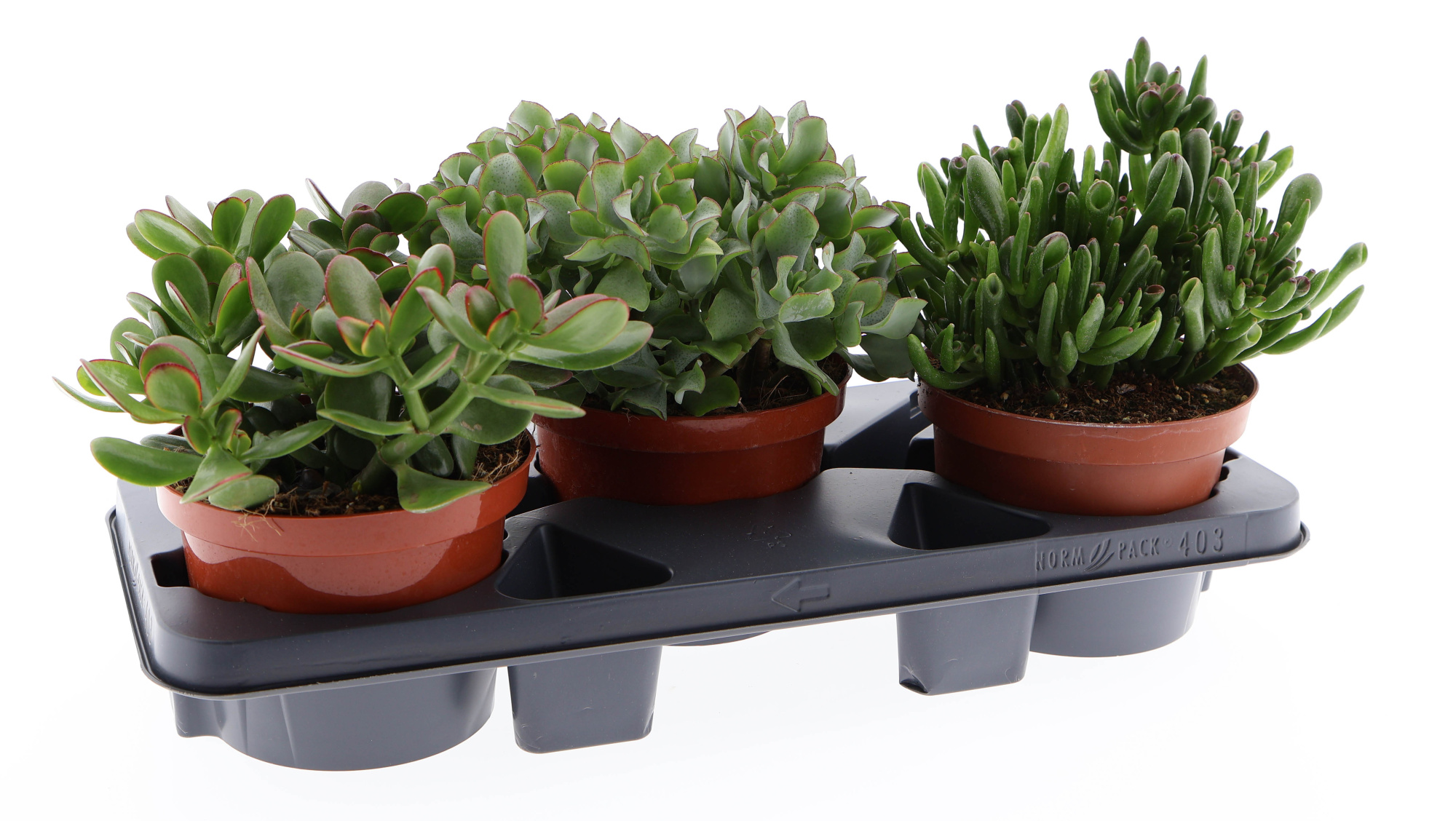 Crassula mix, D 17 cm