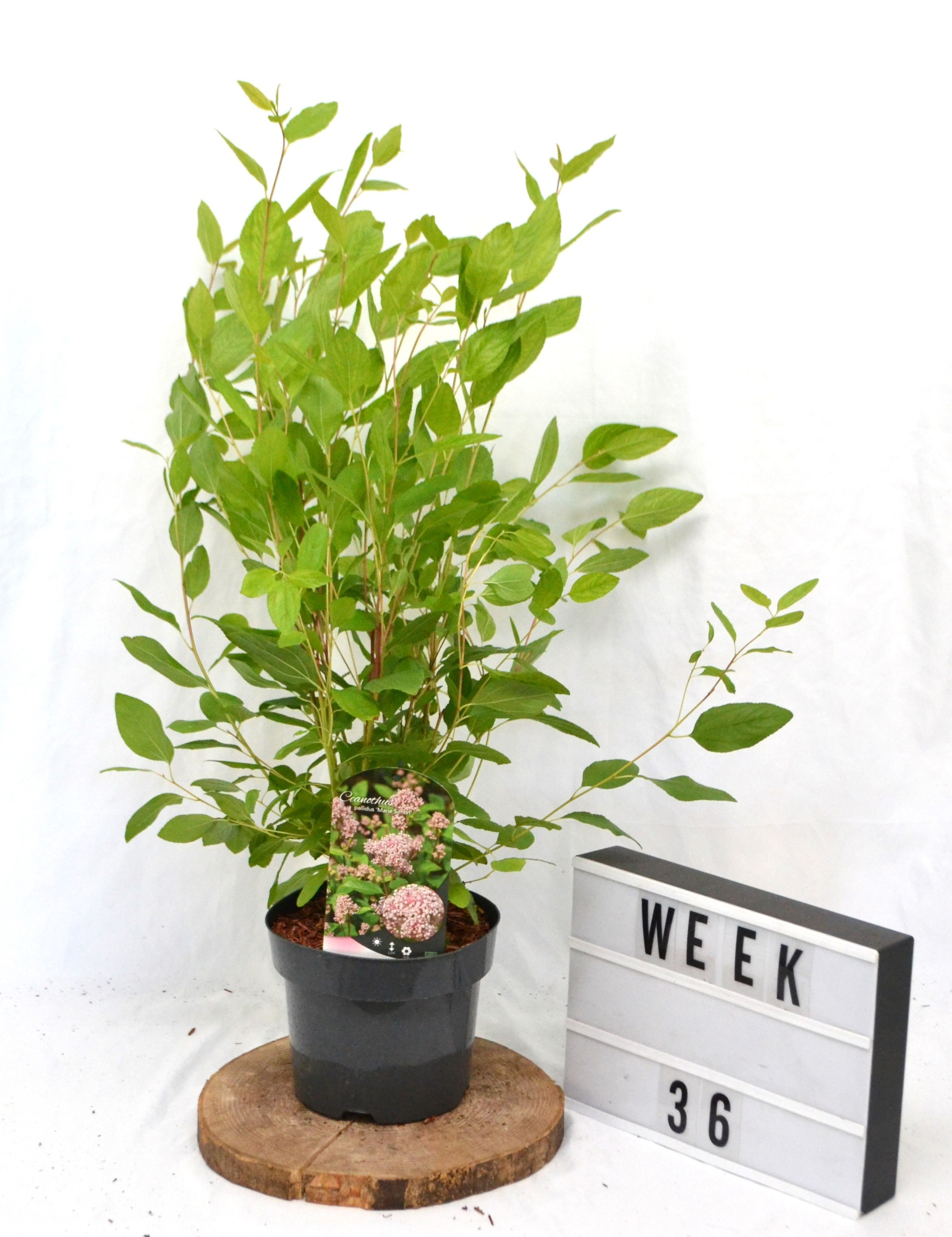 Ceanothus pallidus 'Marie Simon' C3, D 19 cm