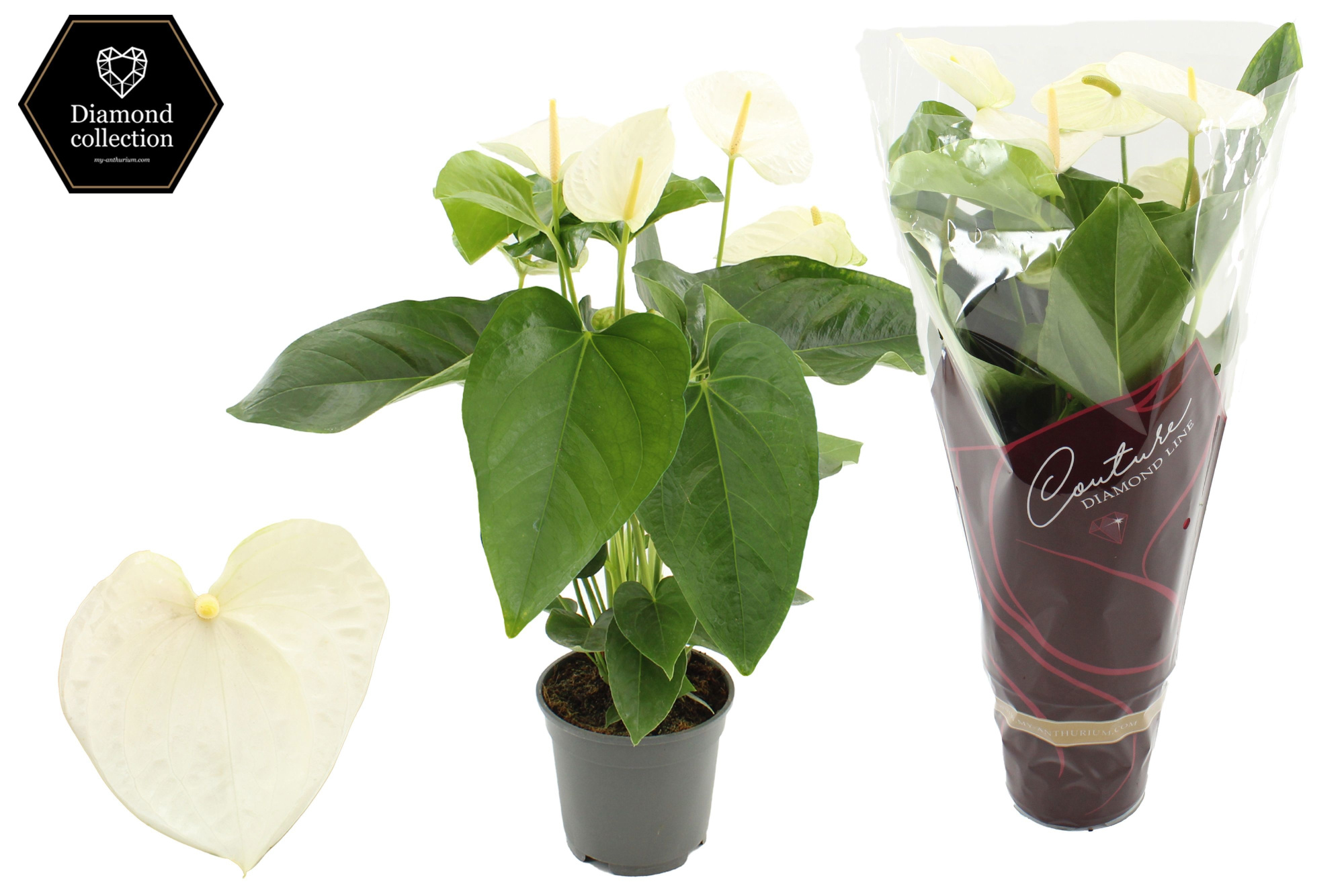 Anthurium 17 cm Alaska in Couture Diamond sleeve, D 17