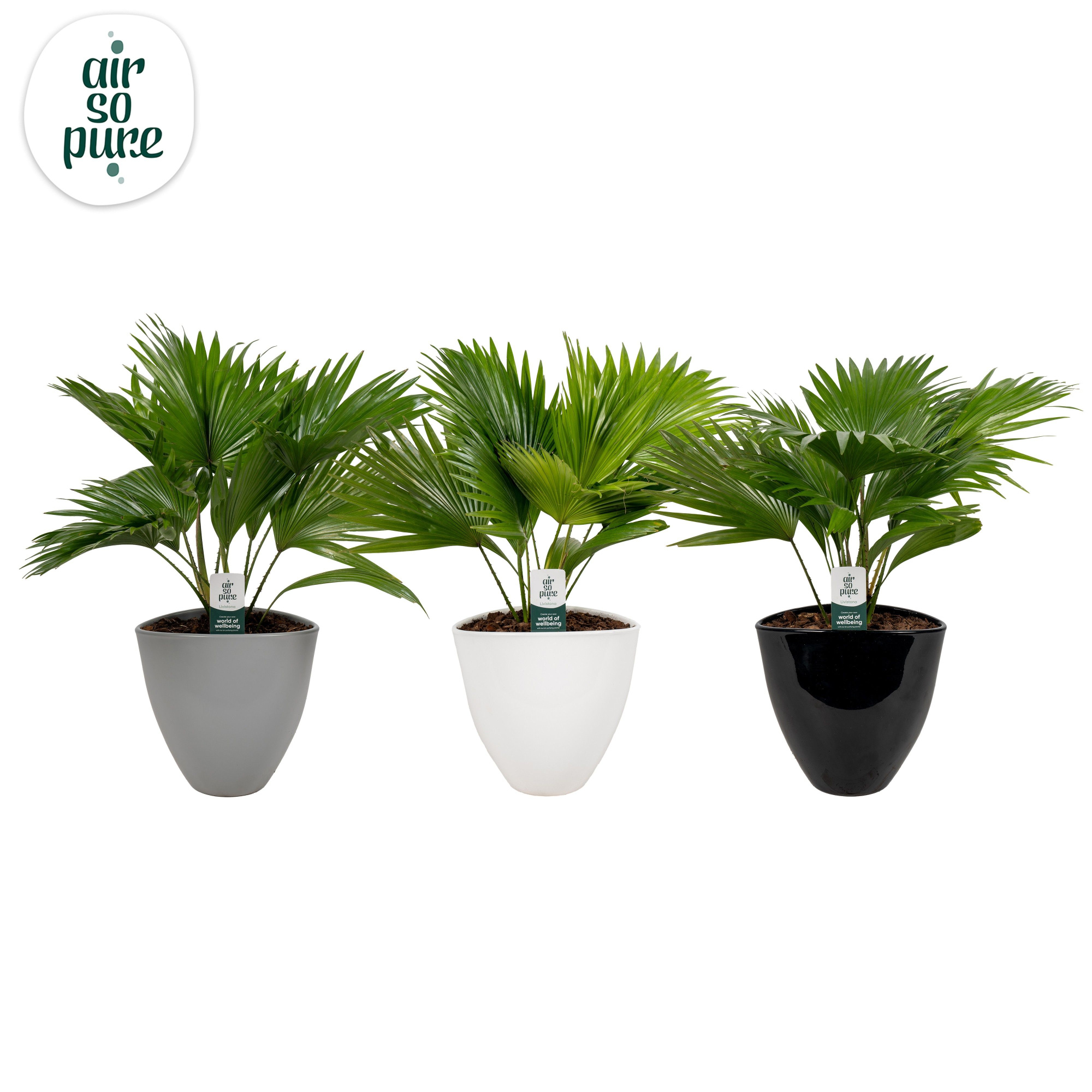 Livistona in avani pot mix asp Air So Pure, D 22 cm