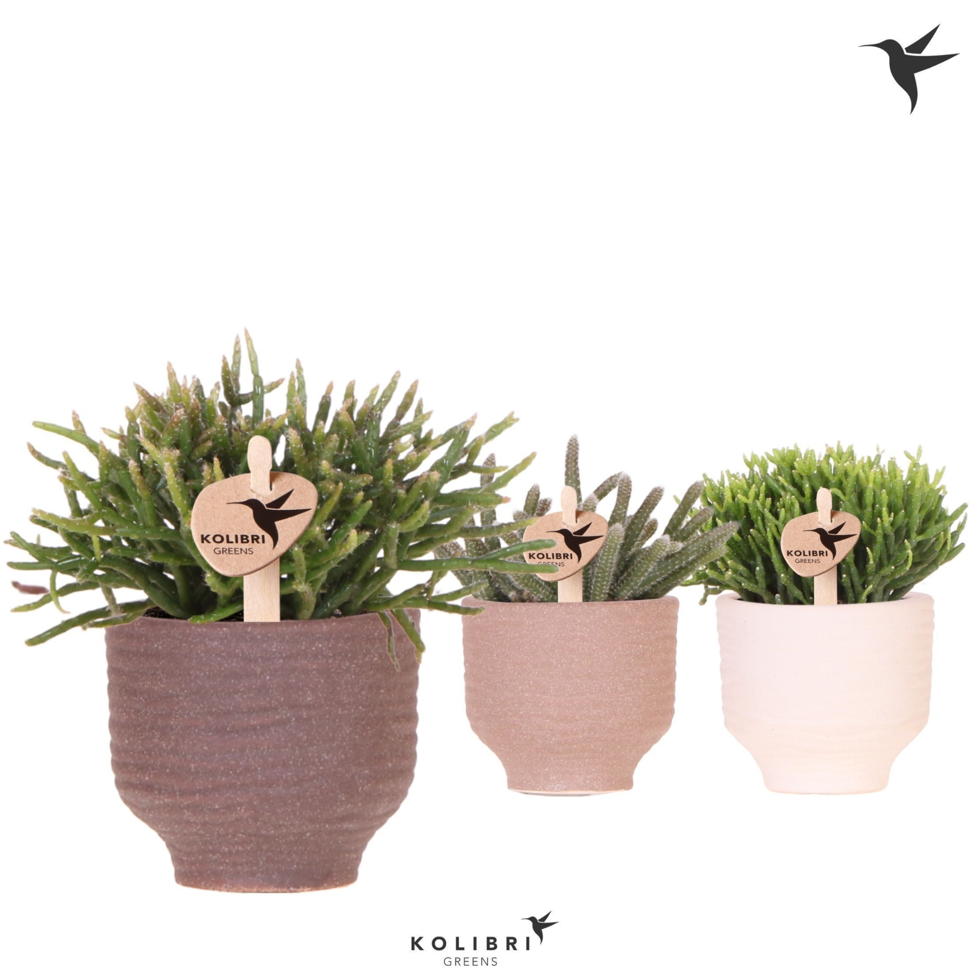 Kolibri Greens Rhipsalis mix in Beach pot mix, D 6 cm