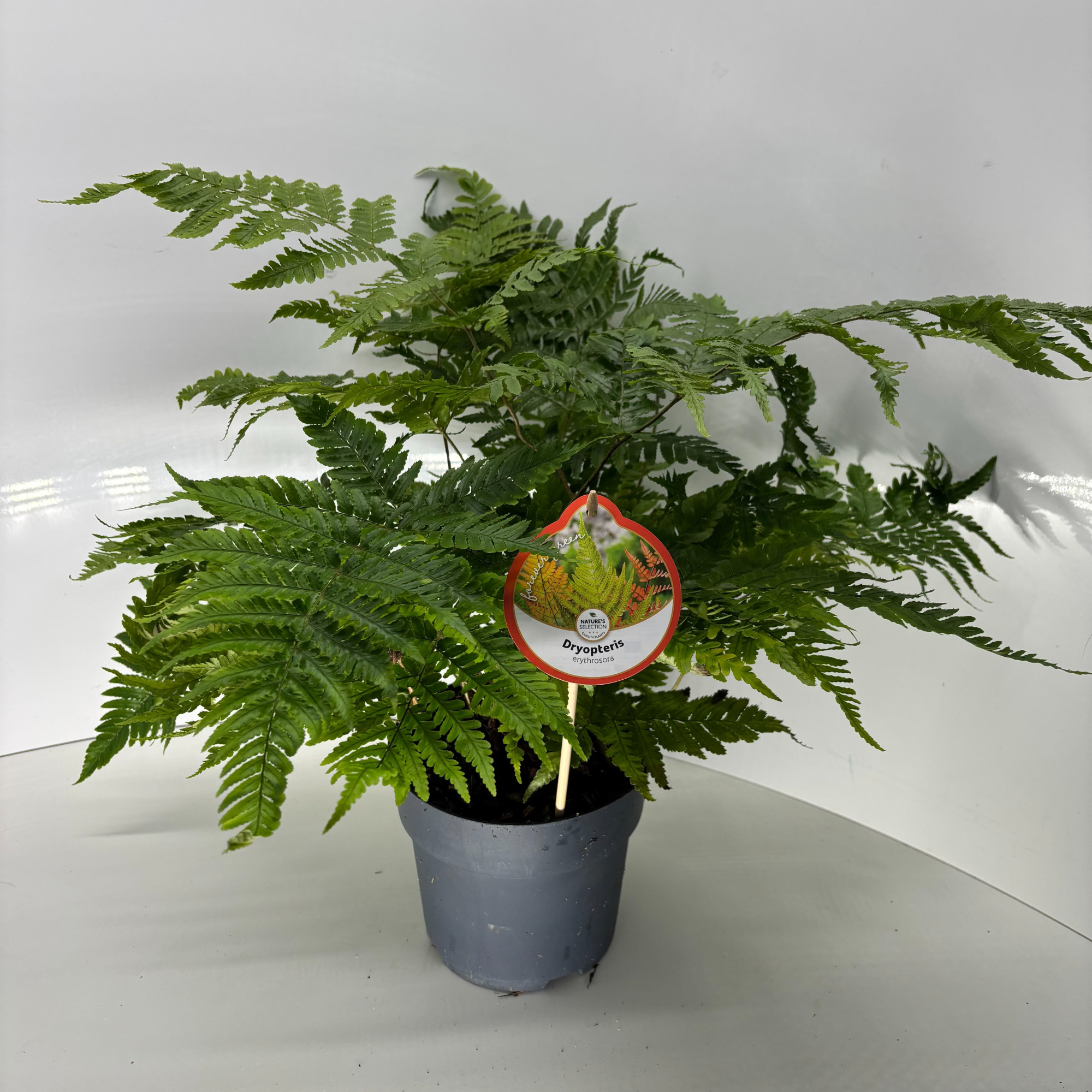 Dryopteris erythrosora, D 17