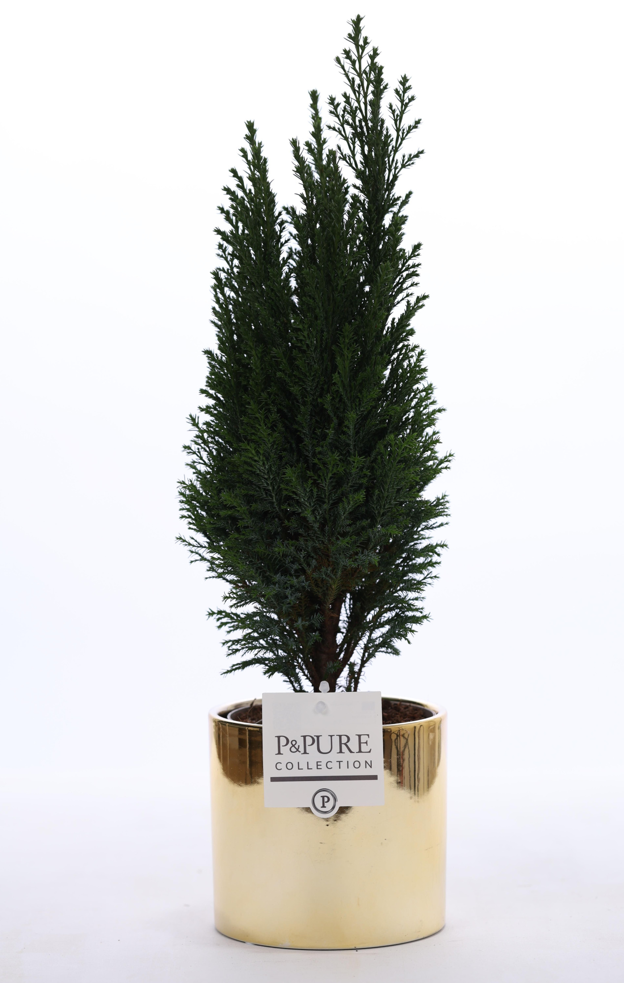 Cham. Ellwoodi in P&PURE ceramics Laryssa, D 12 cm