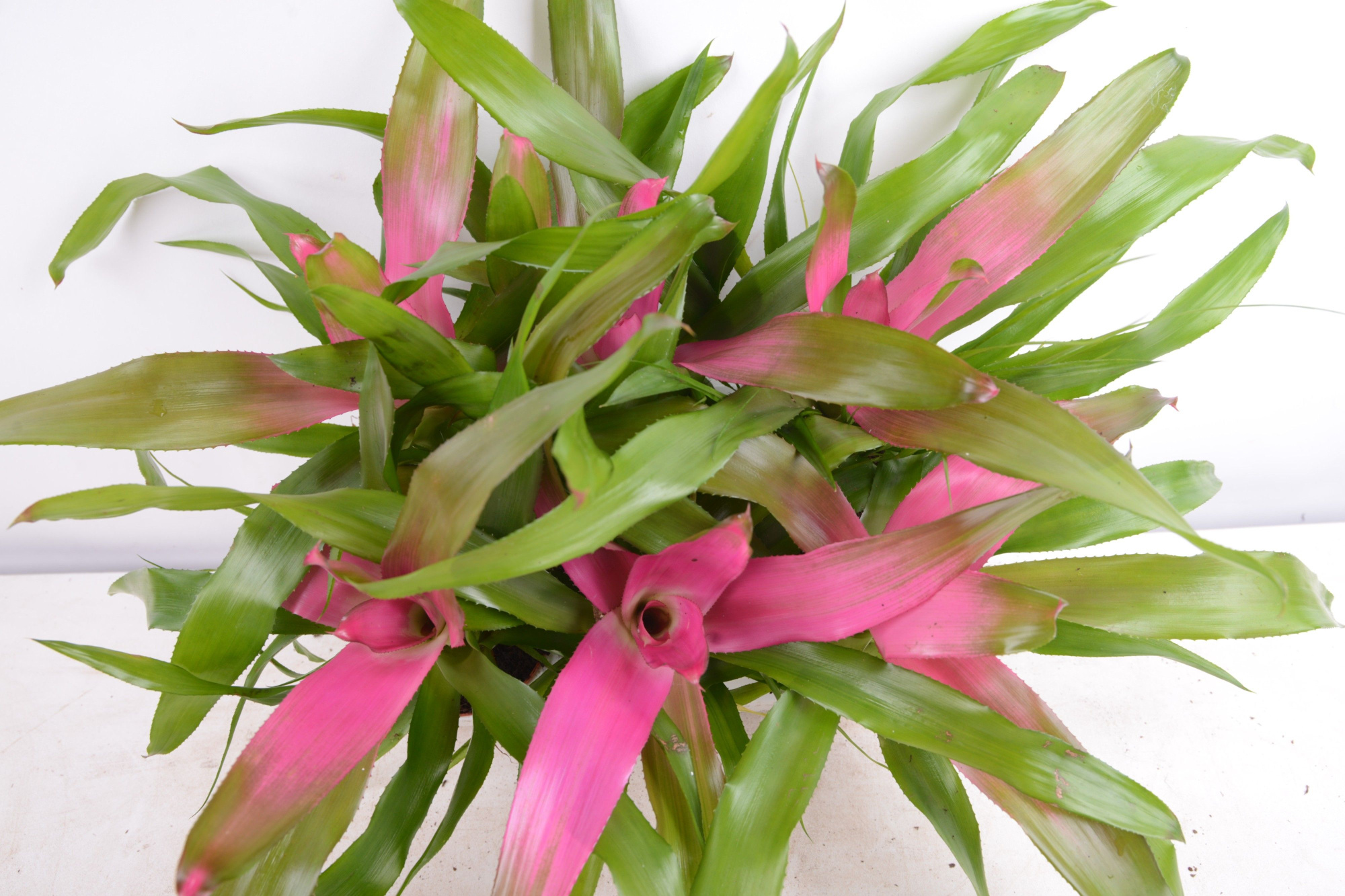 Neoregelia rose, D 9