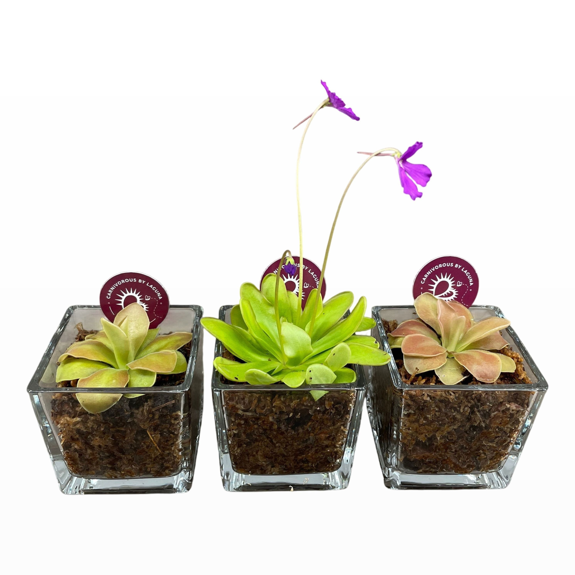 Pinguicula mix in glazen accubak met mos, D 8