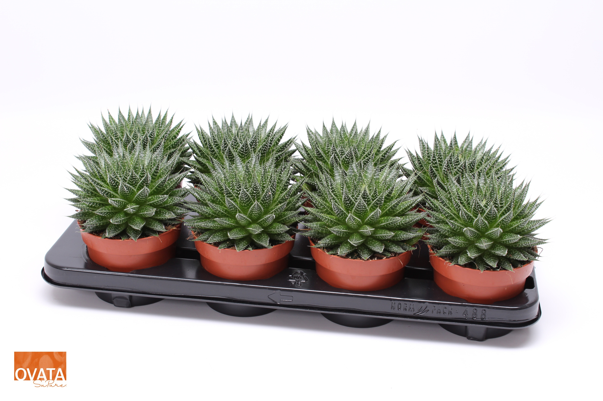 Aloe aristata magic 12 ROCKS, D 12 cm