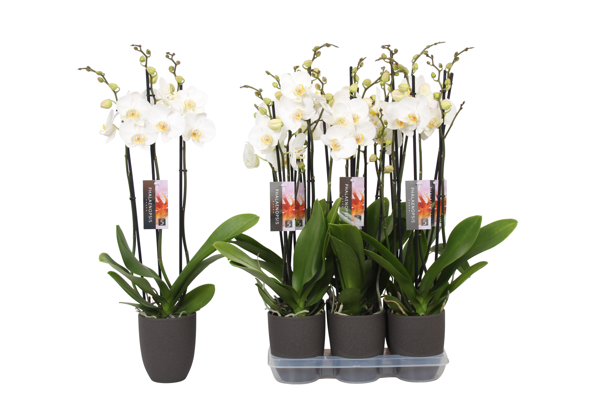 Phalaenopsis White, 3-spike Antracite Ceramics, D 12 cm