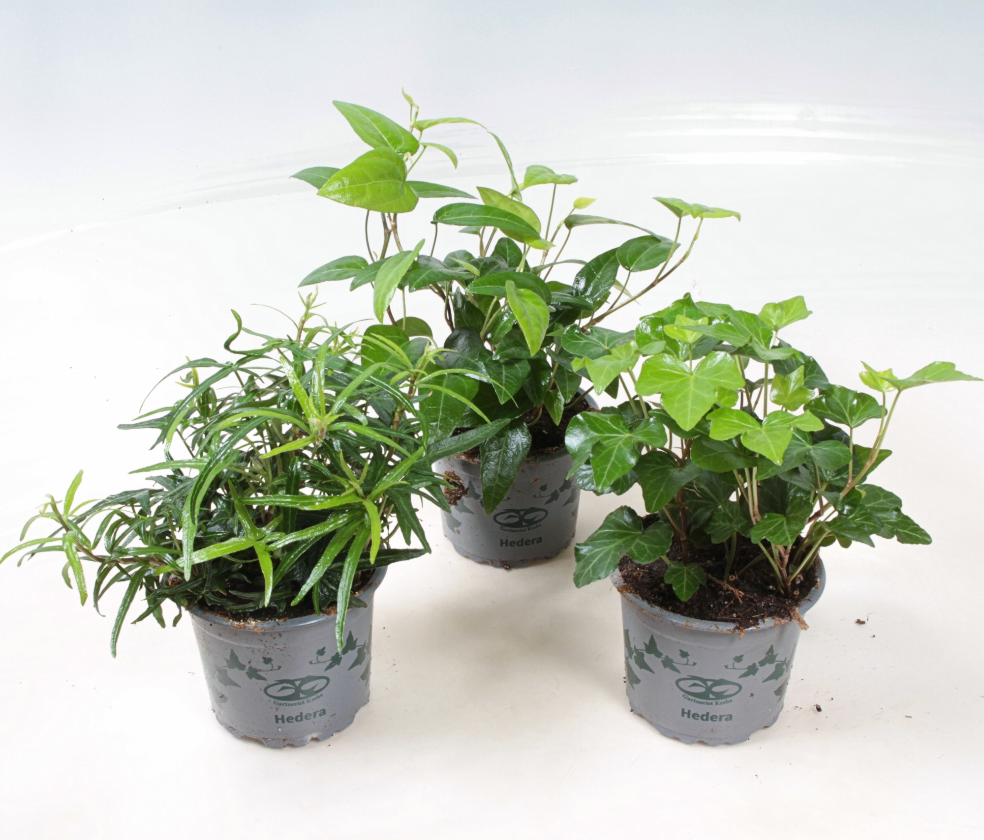 Hedera Helix ranks 9 cm Green, D 9 cm