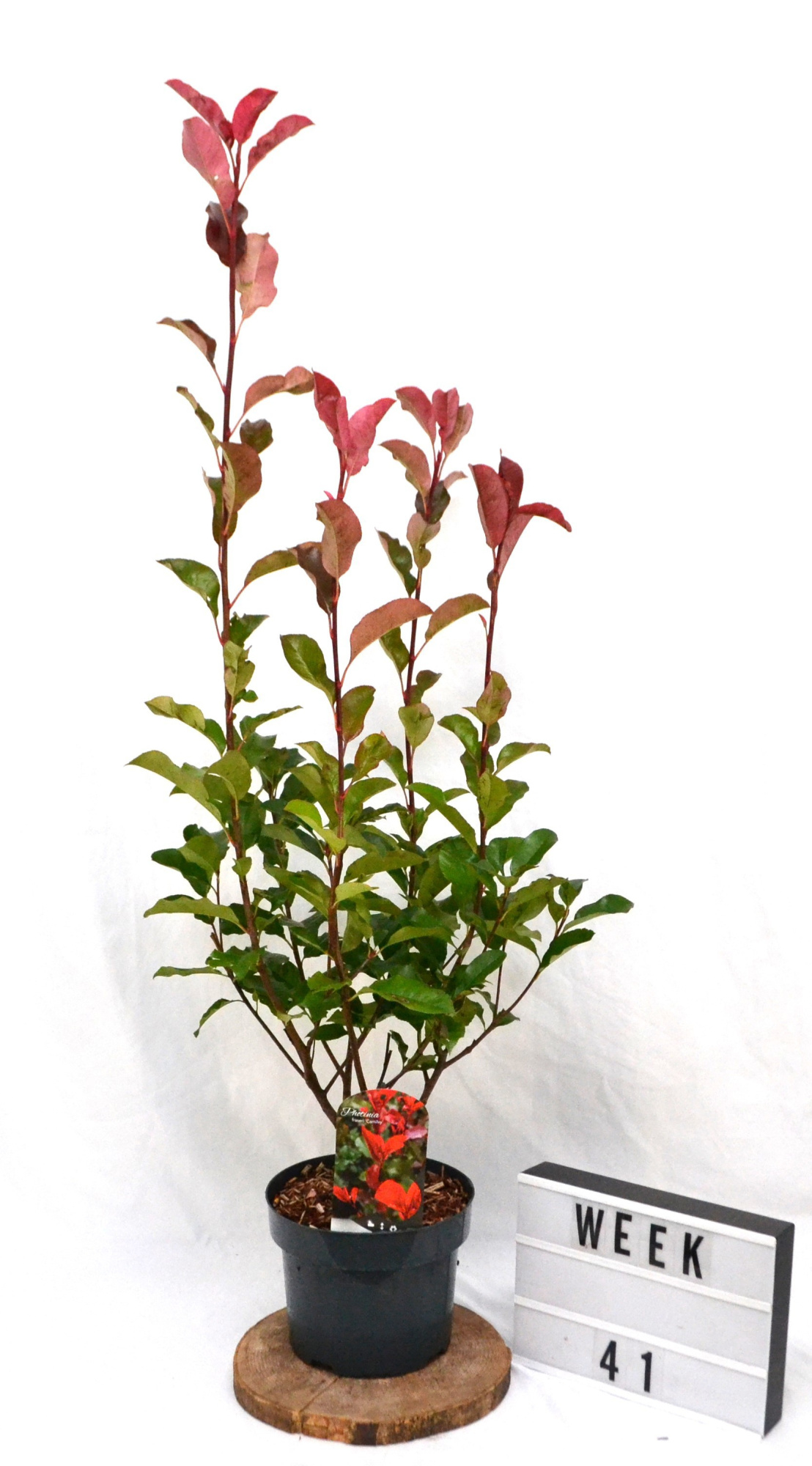 Photinia fraseri 'Camilvy' C5 40-60, D 23 cm