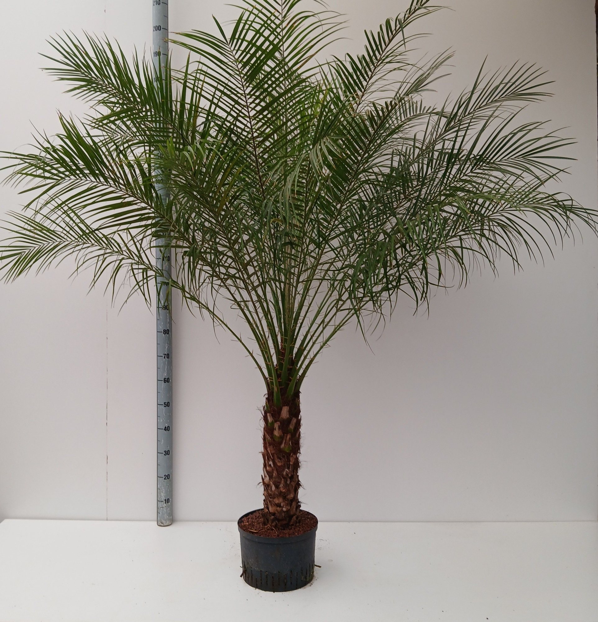 PHOENIX ROEBILINI HYDRO, D 40 cm