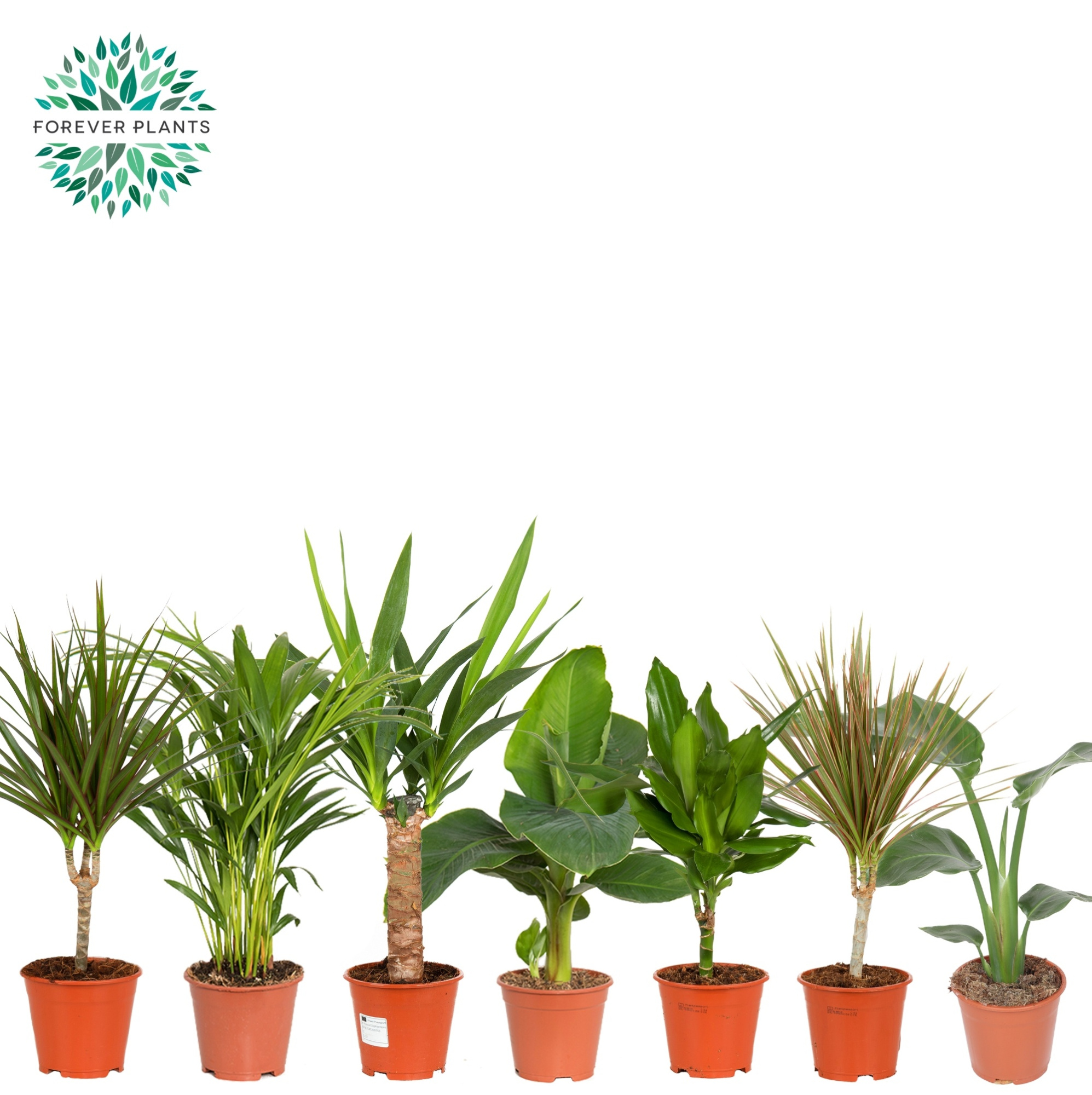 Groen Mix kamerplanten p14, D 14