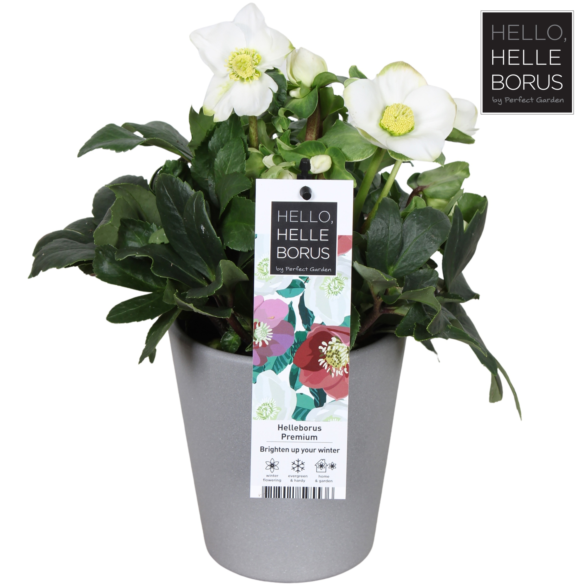 Helleborus niger 'Christmas Carol' (Concrete Series) P12, D 12 cm