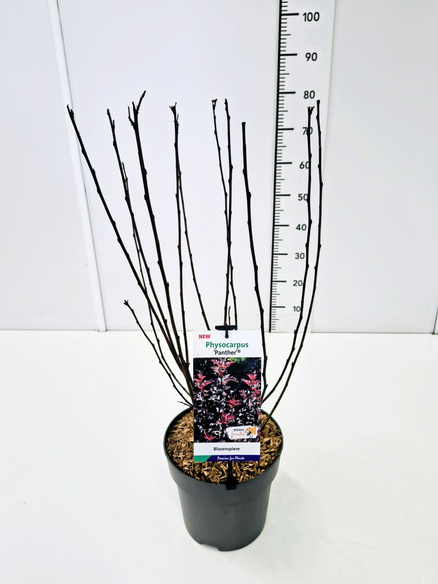 Physocarpus op. 'Panther' C5, D 23