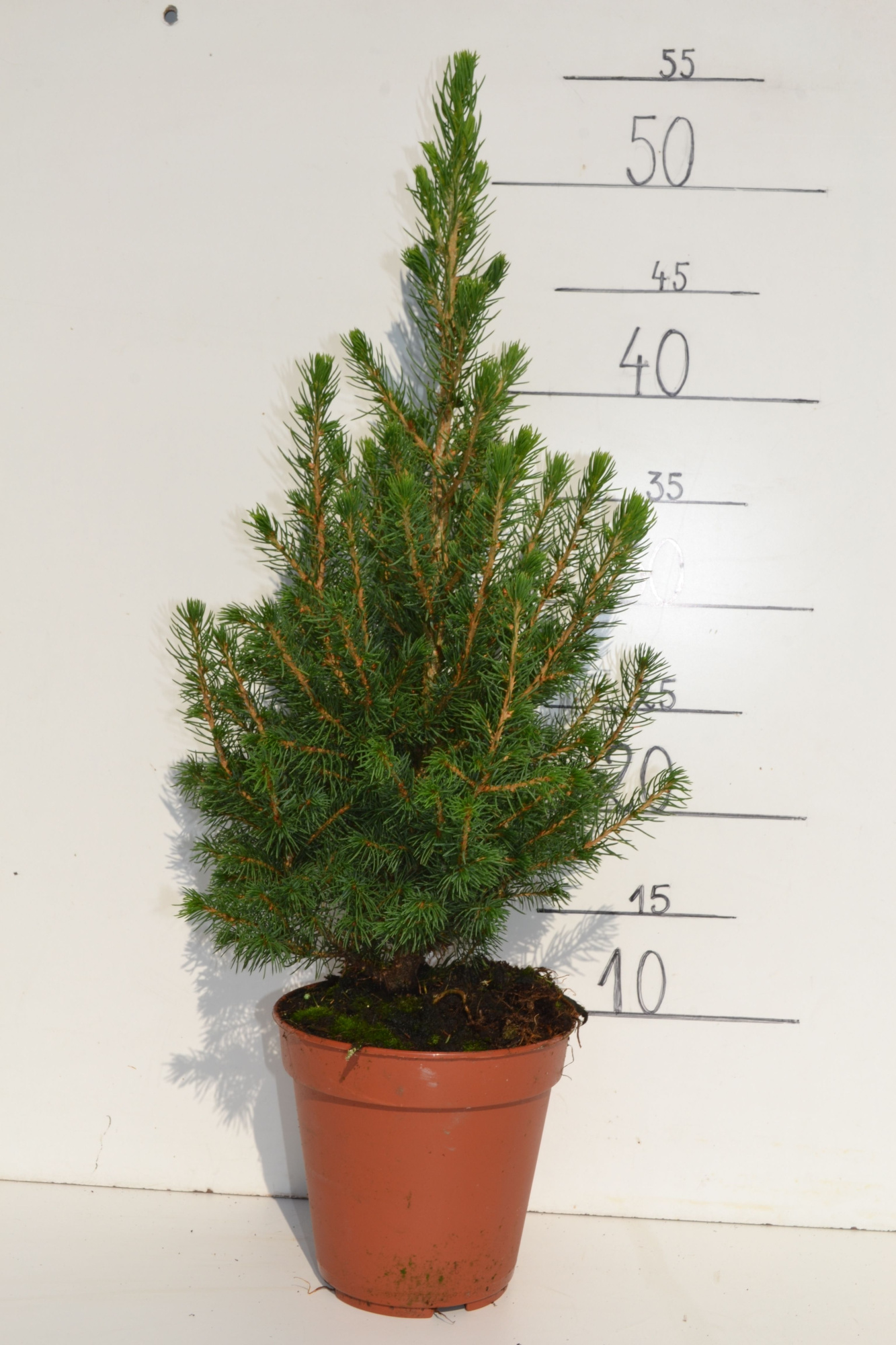 Picea abies 'Conica', D 13 cm