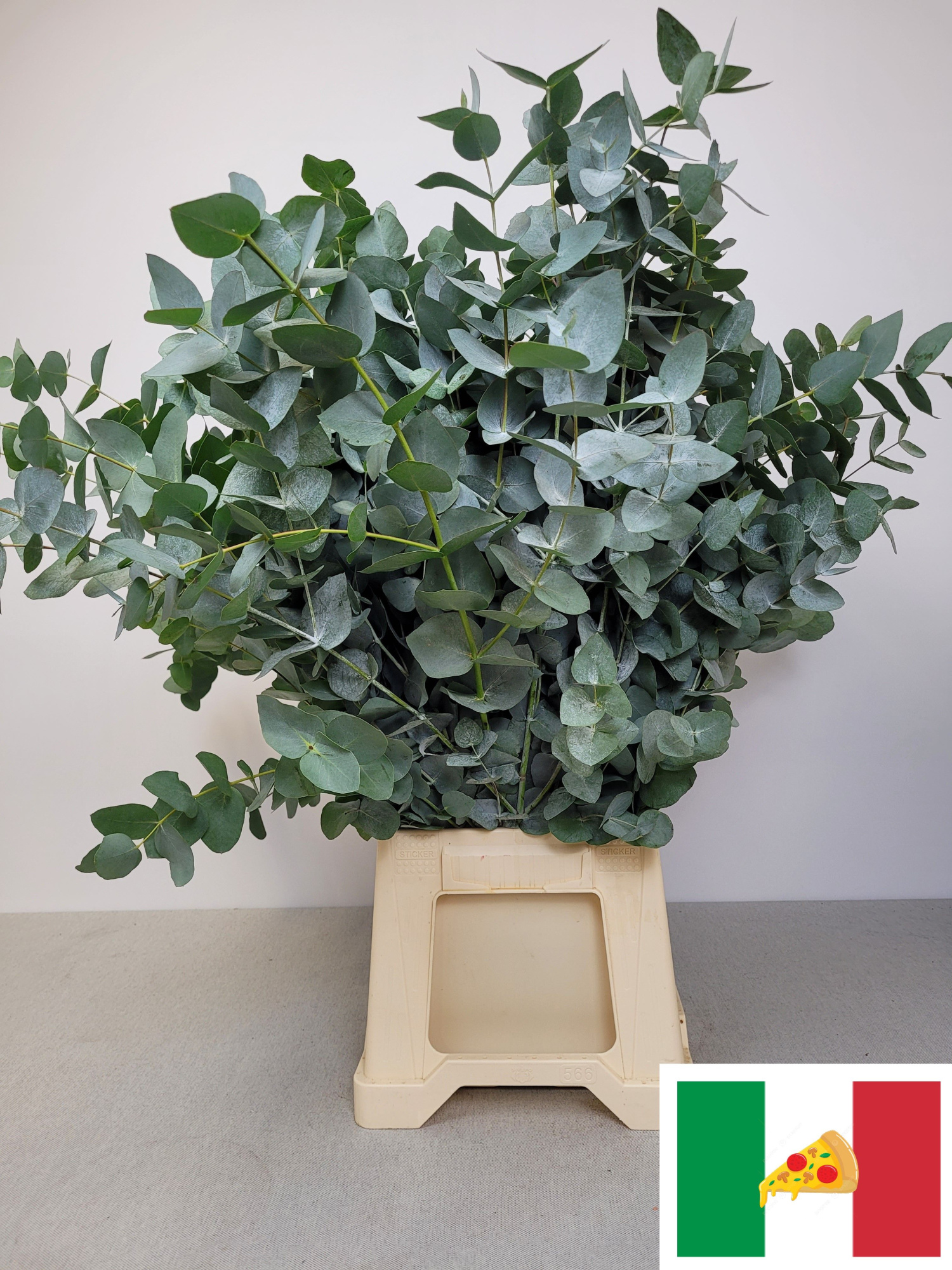 Эвкалипт Цинерея за пучок 70 (зел.), пуч.