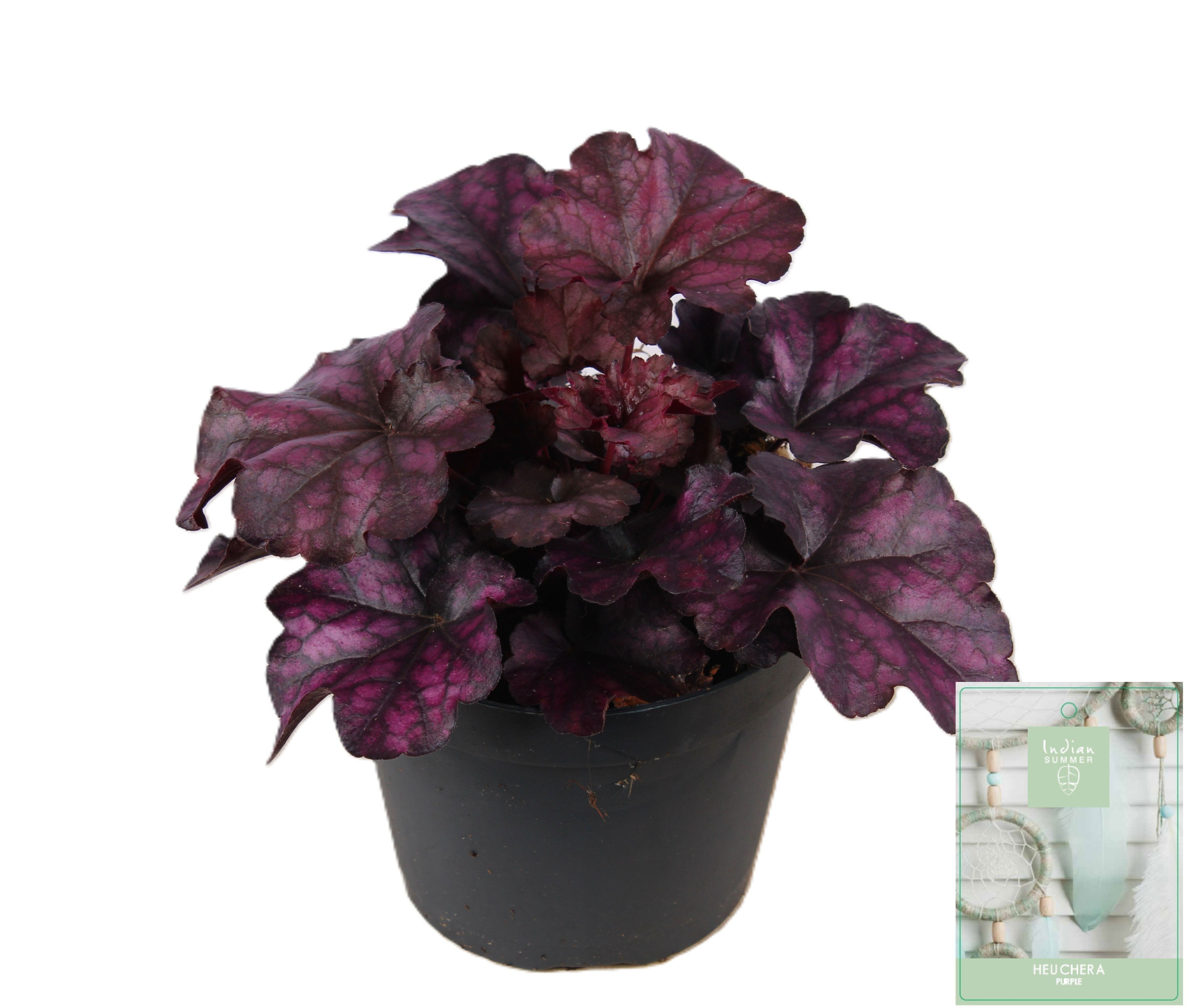 Heuchera Indian Summer Purple, D 15 cm