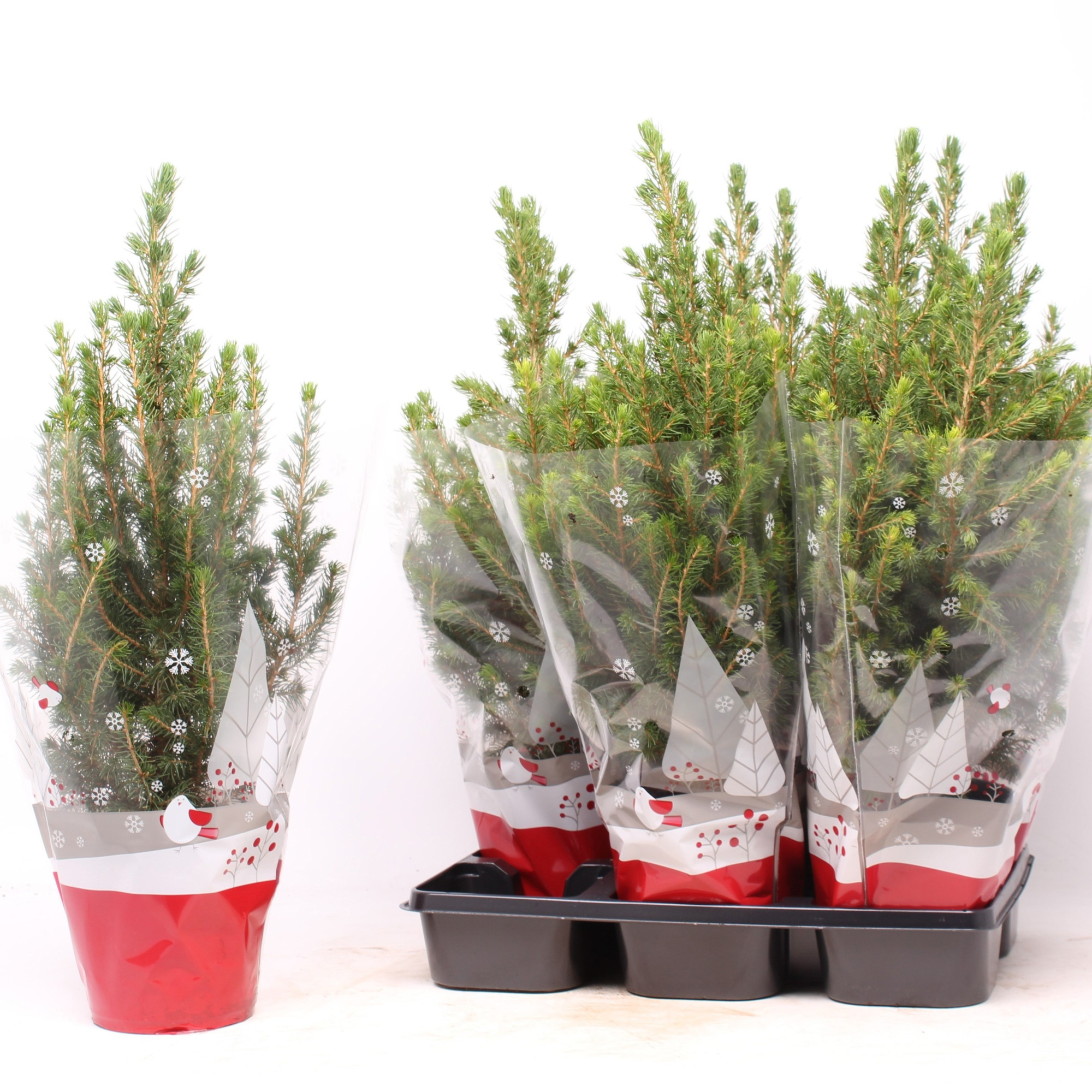 Picea glauca 'Conica' rode hoes, D 15