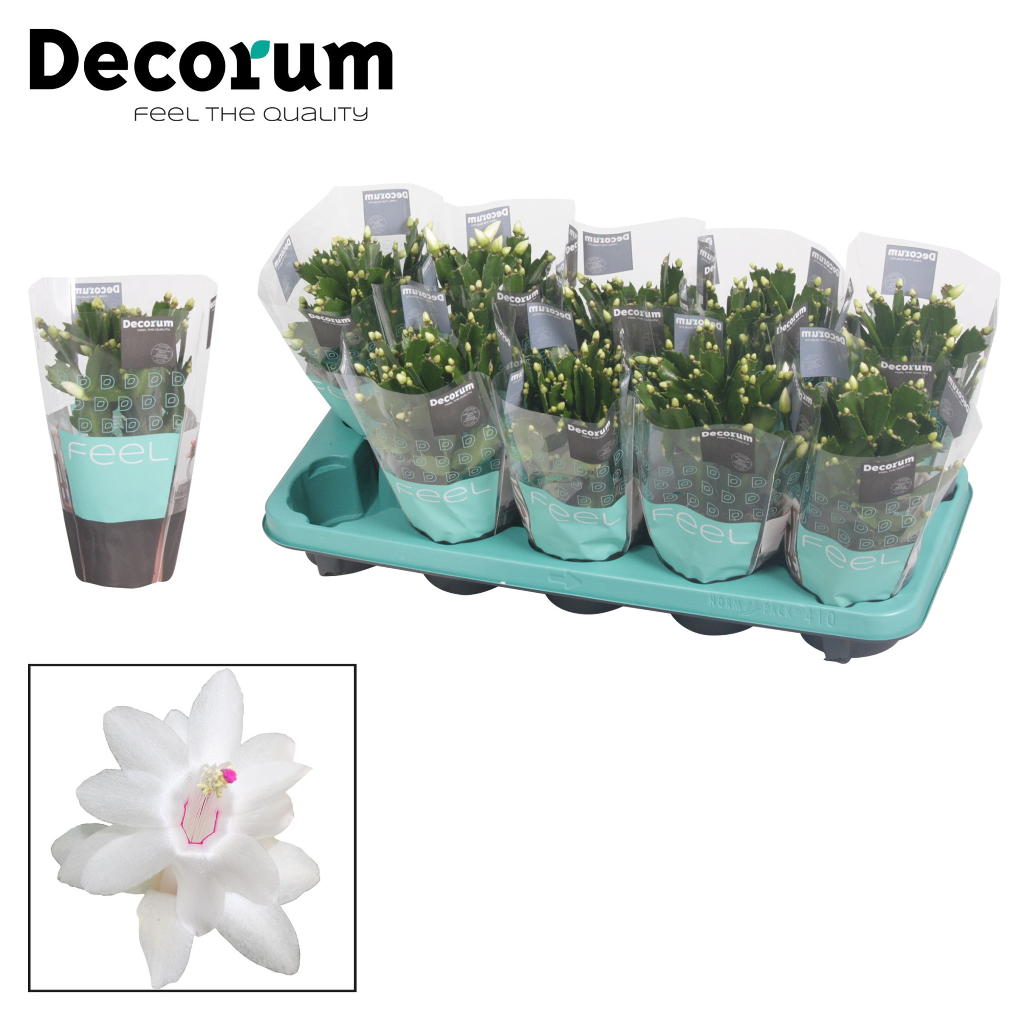 Schlumbergera - 10,5 cm - White (Malissa) met hoes - Decorum, D 10,5