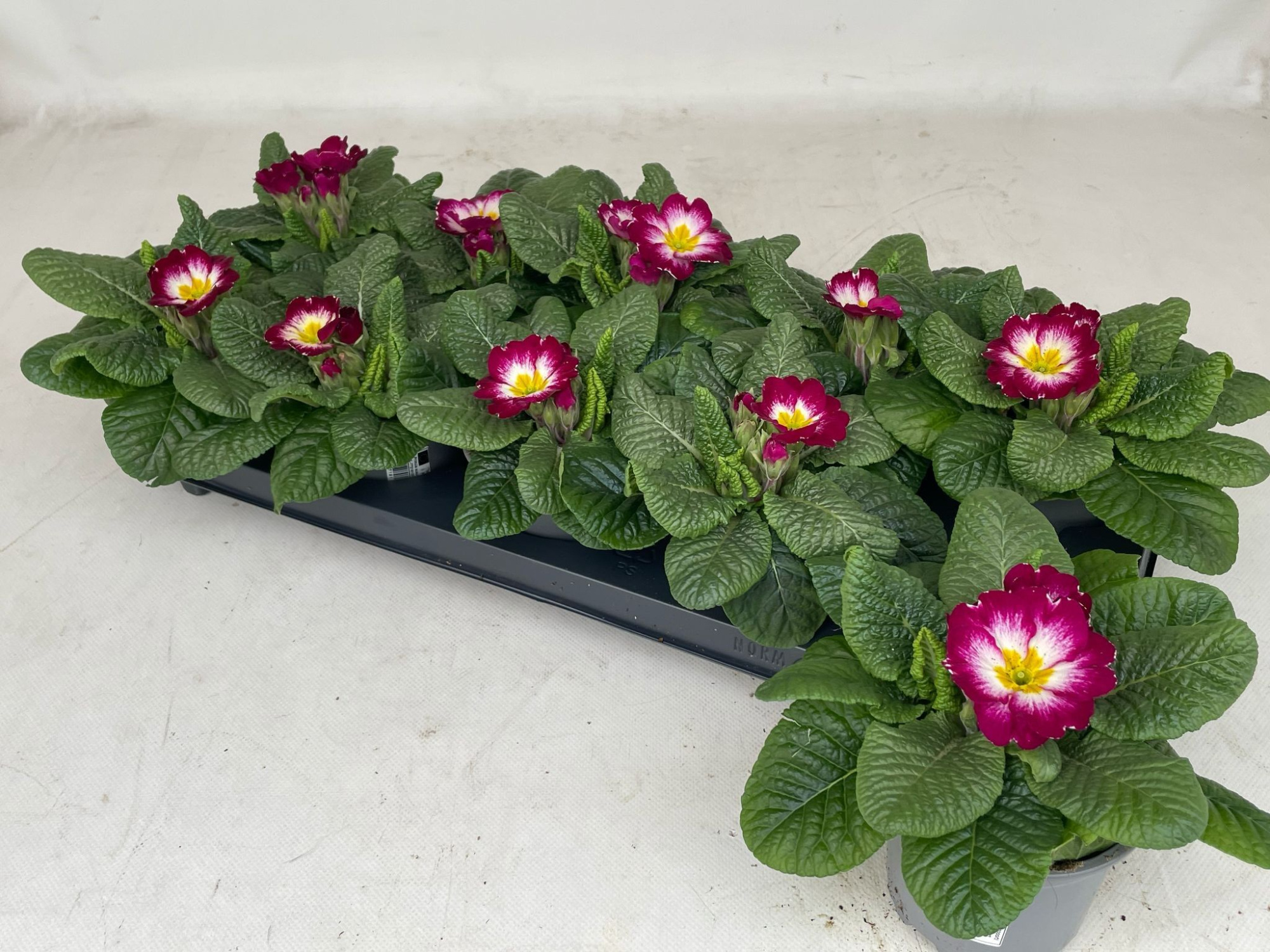 Primula Bicolor, D 10,5