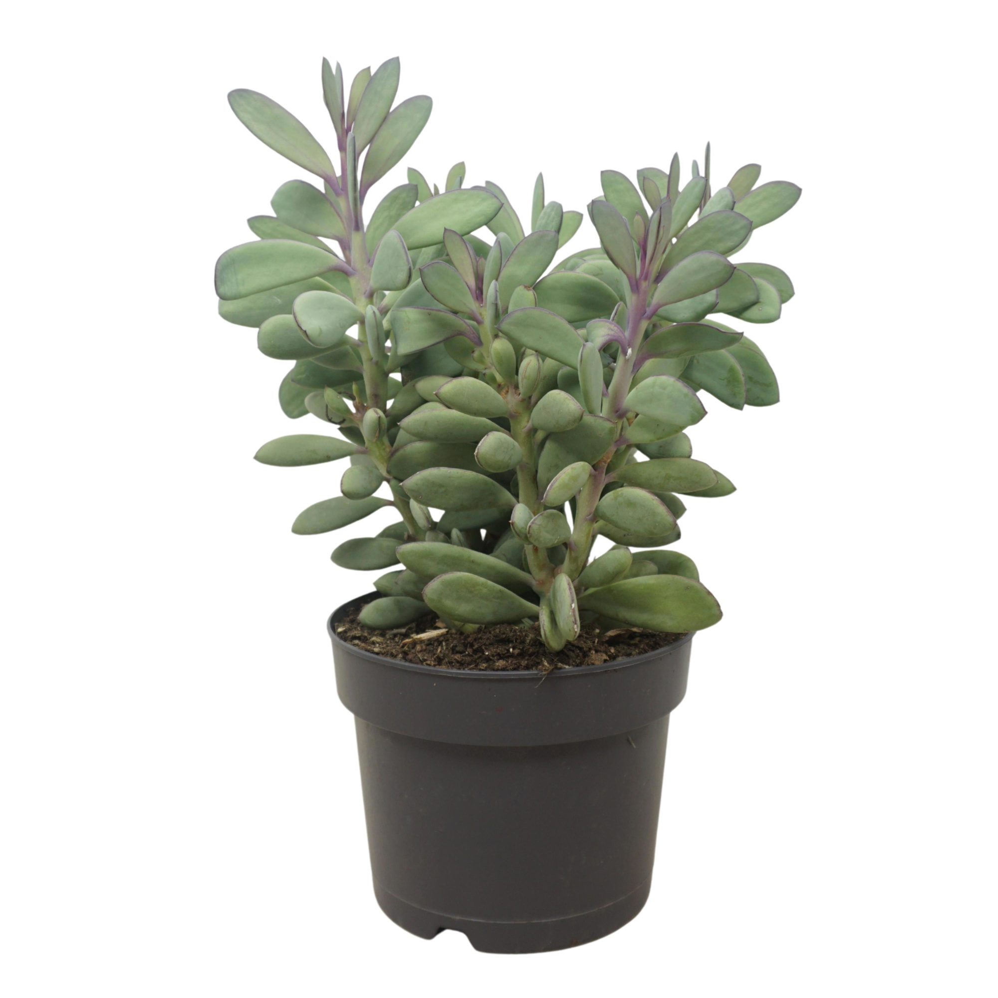 Senecio crasissimus 17 cm, D 17