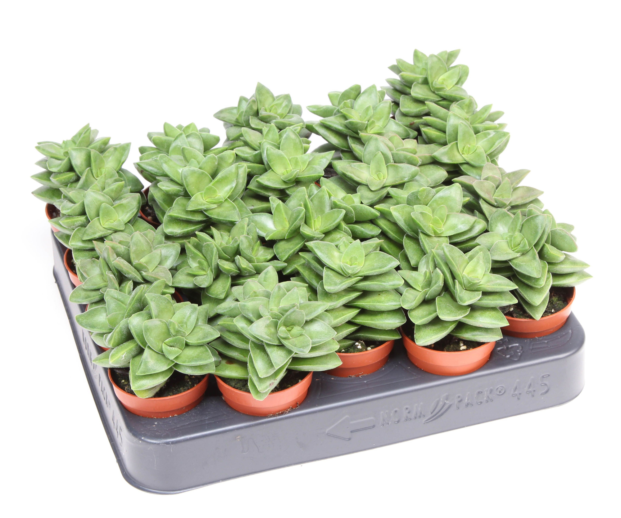 Crassula springtime, D 5,5