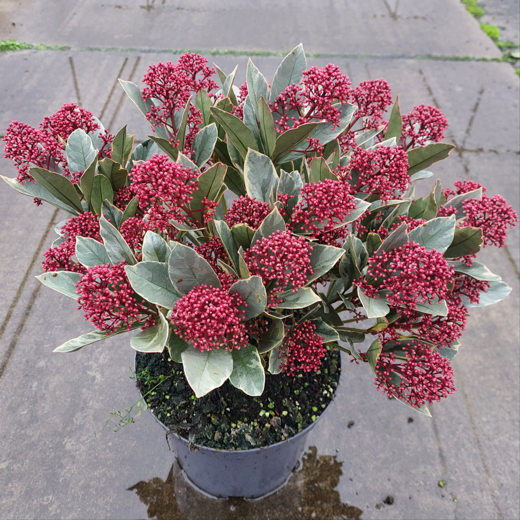 Skimmia japonica 'Perosa' 20+, D 23