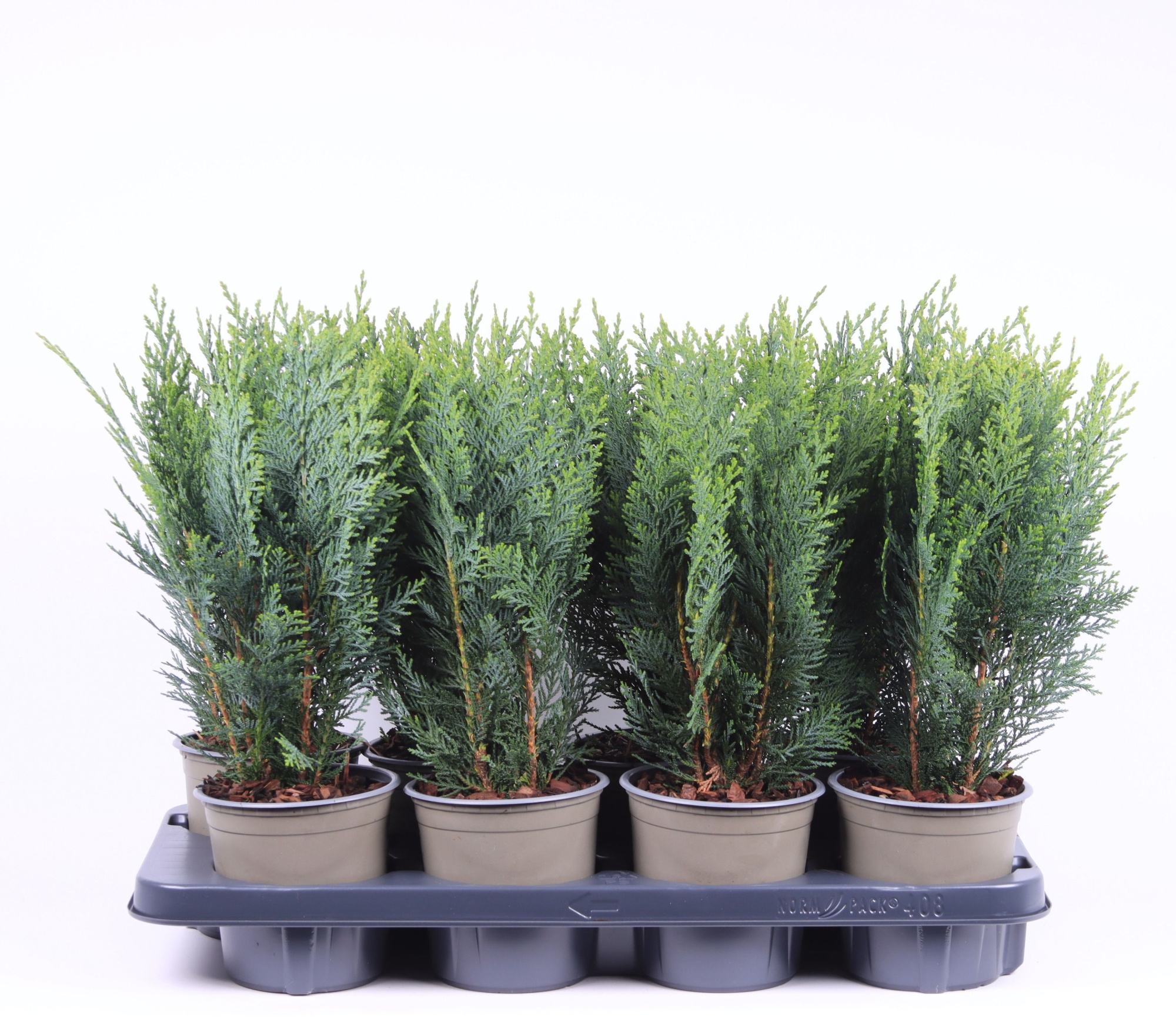 Chamaecyparis lawsoniana 'Columnaris', D 13 cm