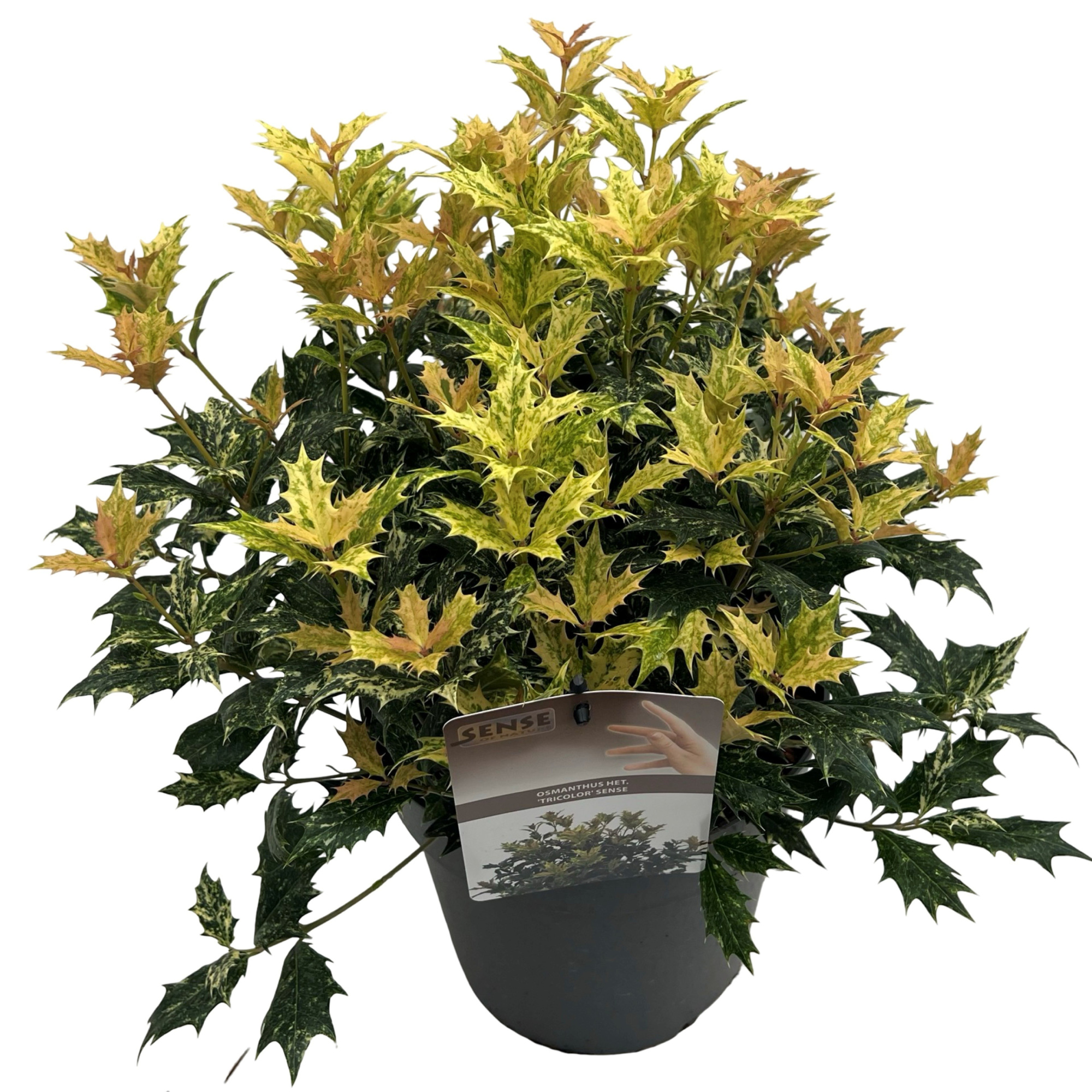 Osmanthus het. 'Tricolor' sense, D 23 cm
