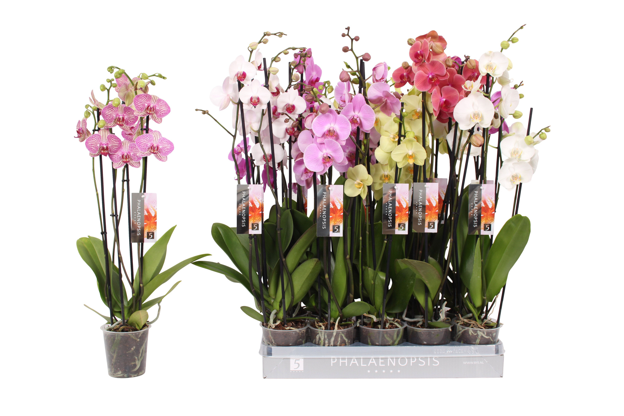 Phalaenopsis 7 color mix, 4-spike 25+, D 12 cm
