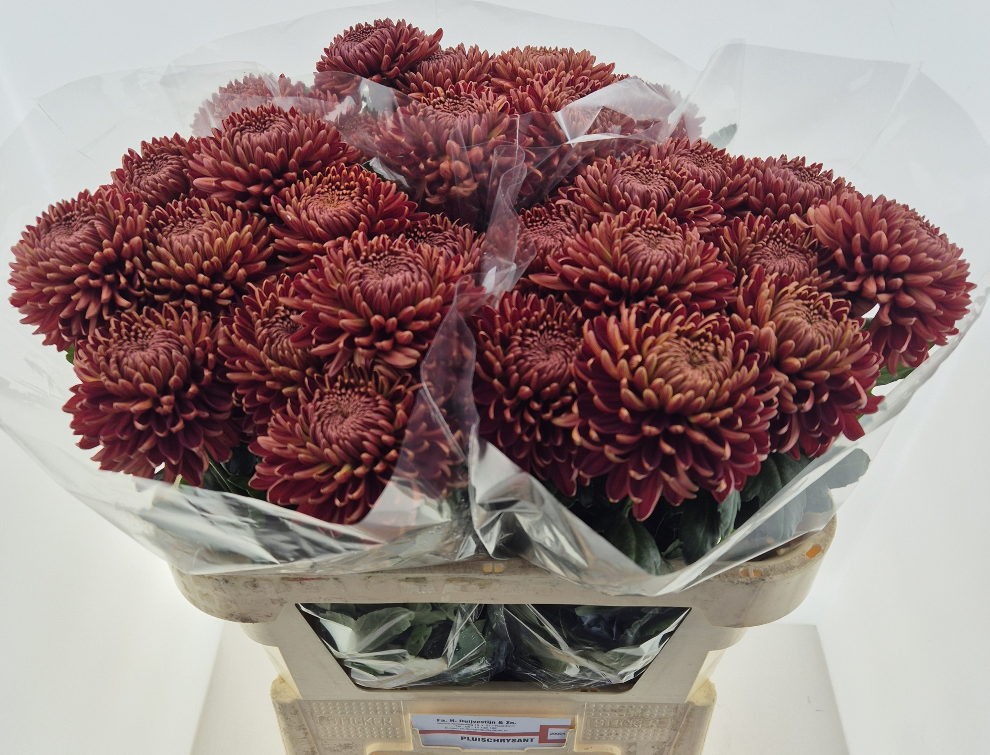 Хризантема од. Овериг 75, шт.