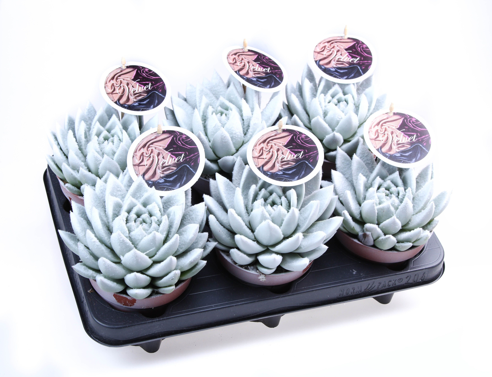 Velvet wit + etiket, D 12