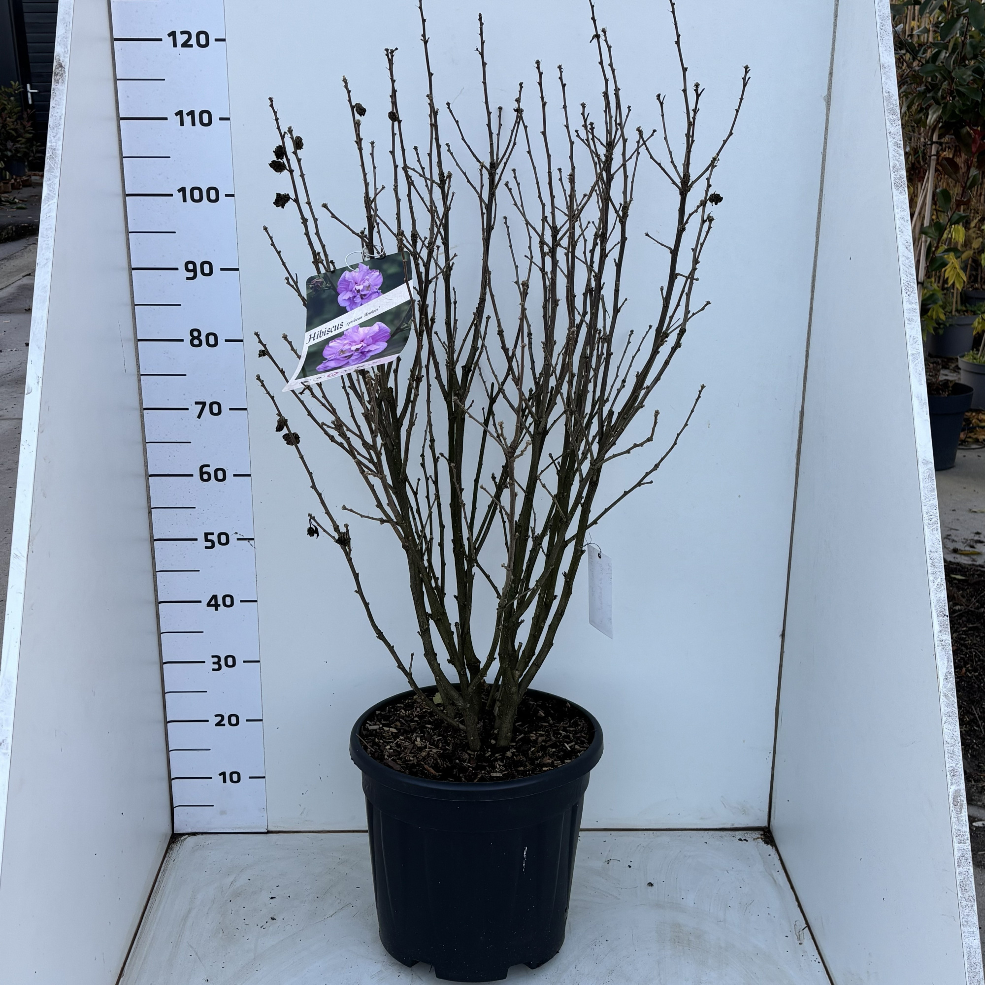 HibiscussyriacusArdens, D 34