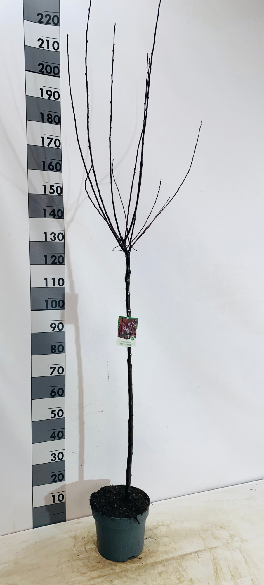 Prunus X cistena, D 27