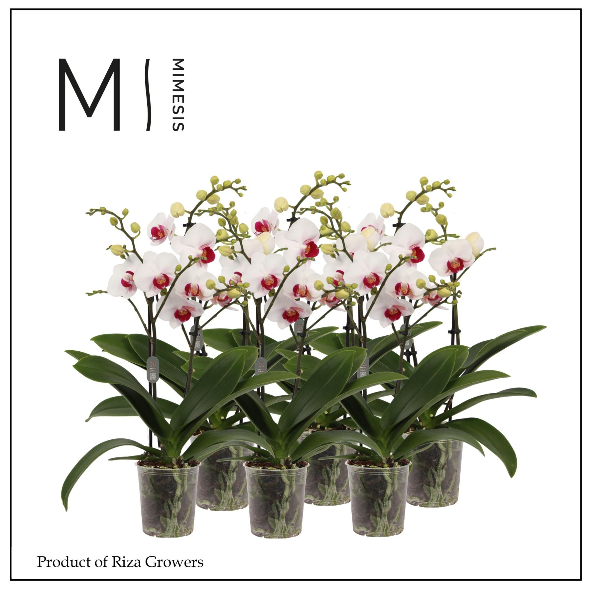 Phalaenopsis Multi Red Lip 3 spike - 12cm | Mimesis, D 12 cm