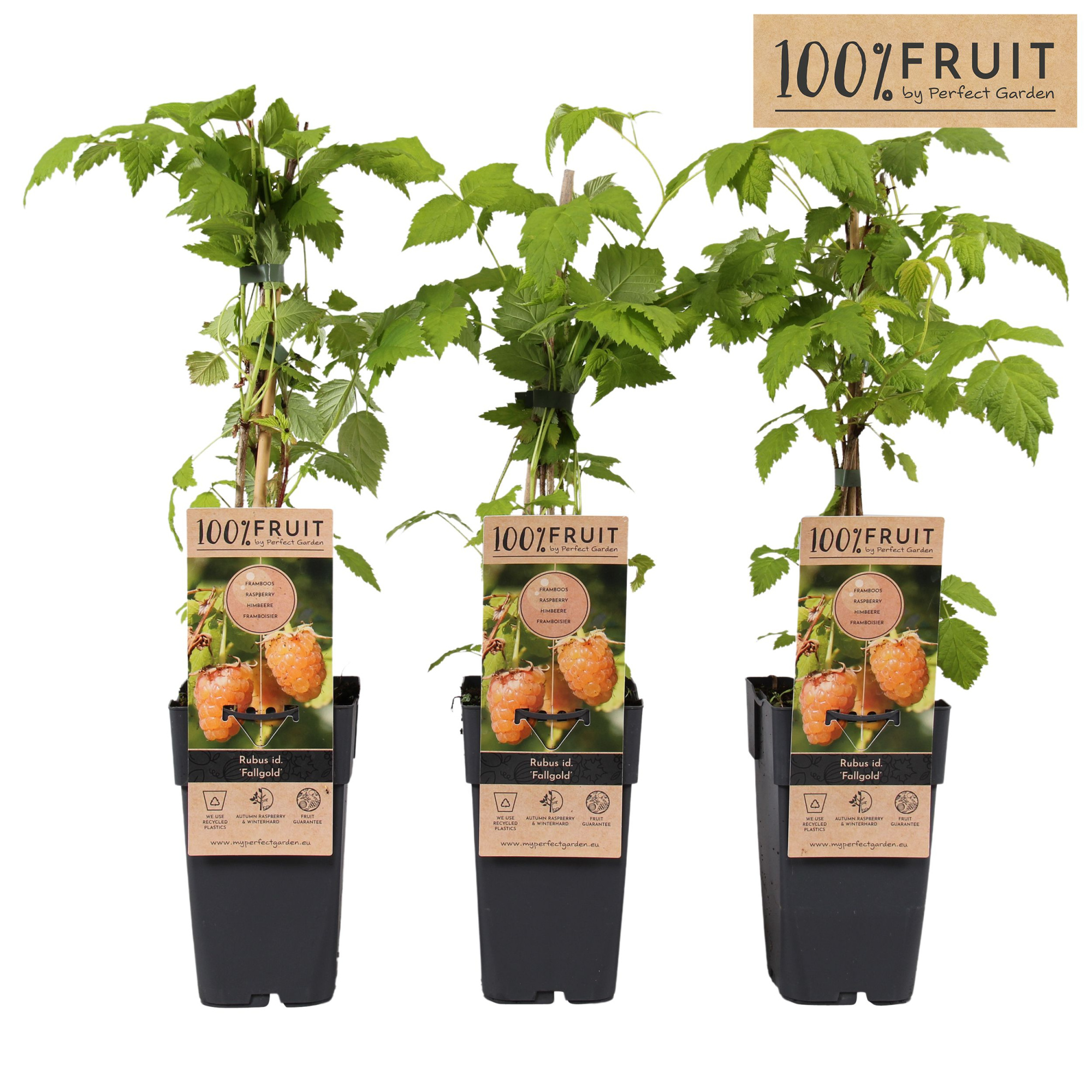 Rubus idaeus Fallgold P15, D 15 cm