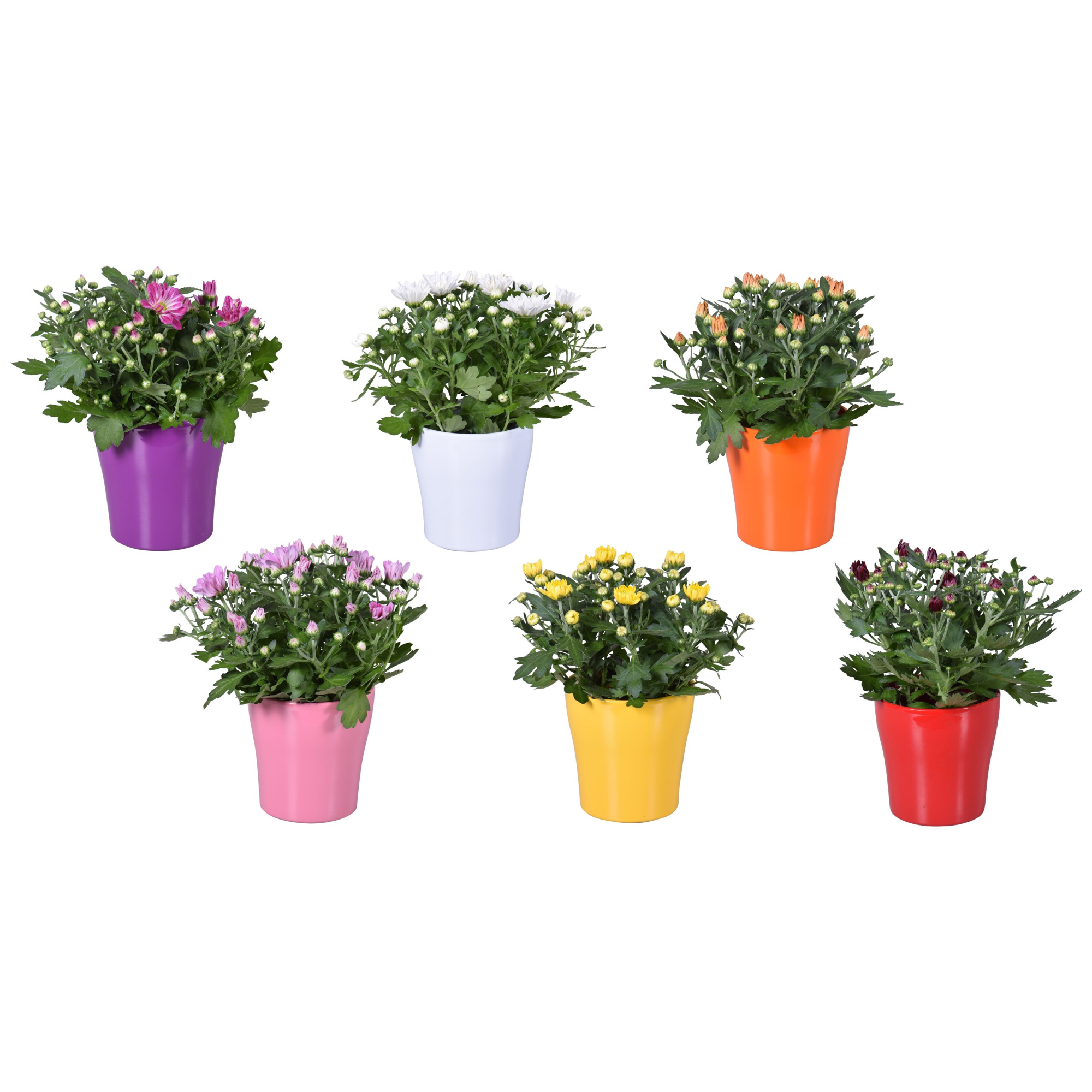 Chrysanthemum in Gemengd "Bombé" keramiek, D 14 cm